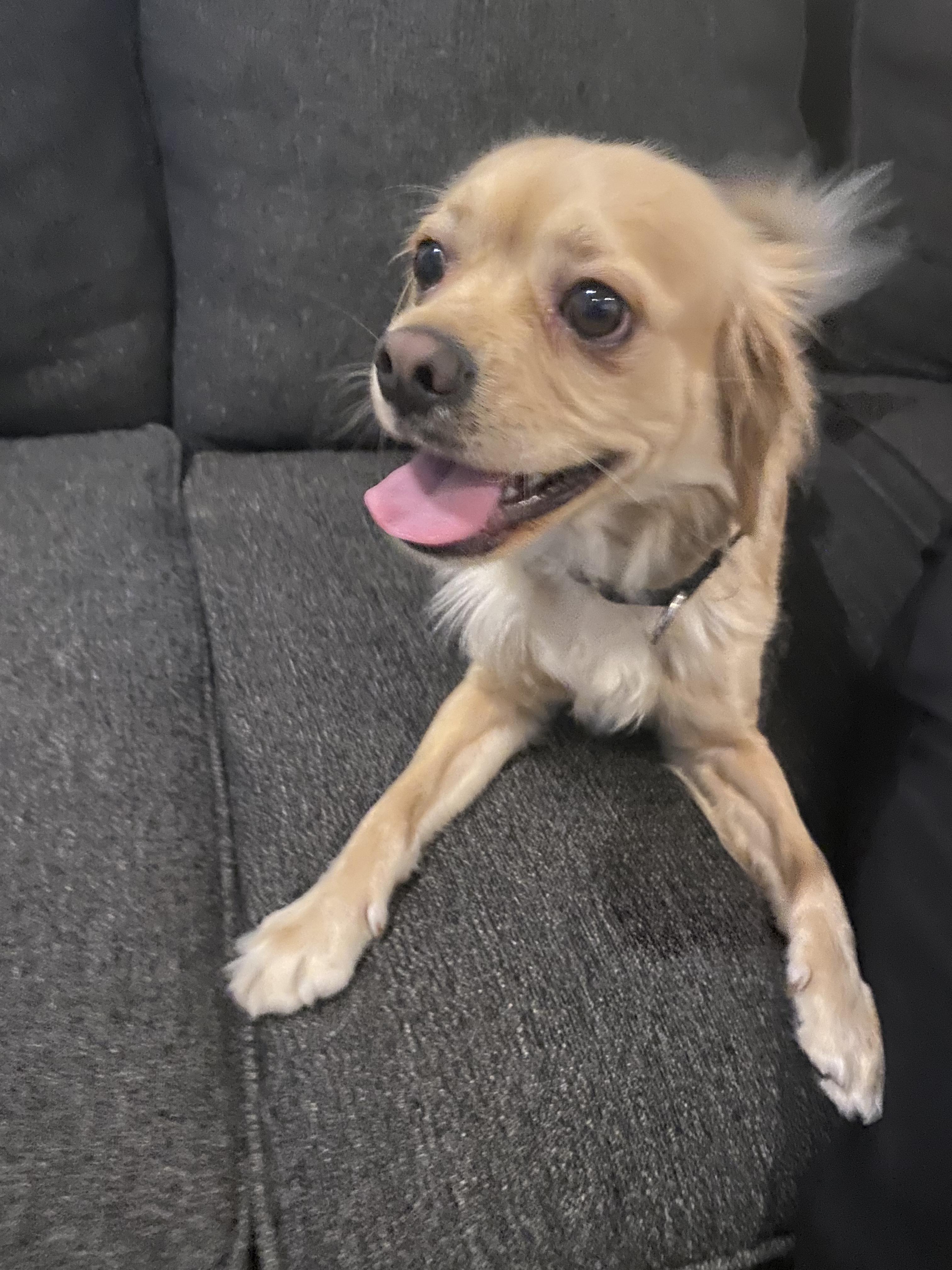 Enlarge Myles, a Adoptable mixed breed in Murrieta, CA image 3/4