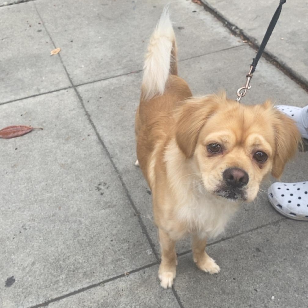 Enlarge Myles, a Adoptable mixed breed in Murrieta, CA image 4/4