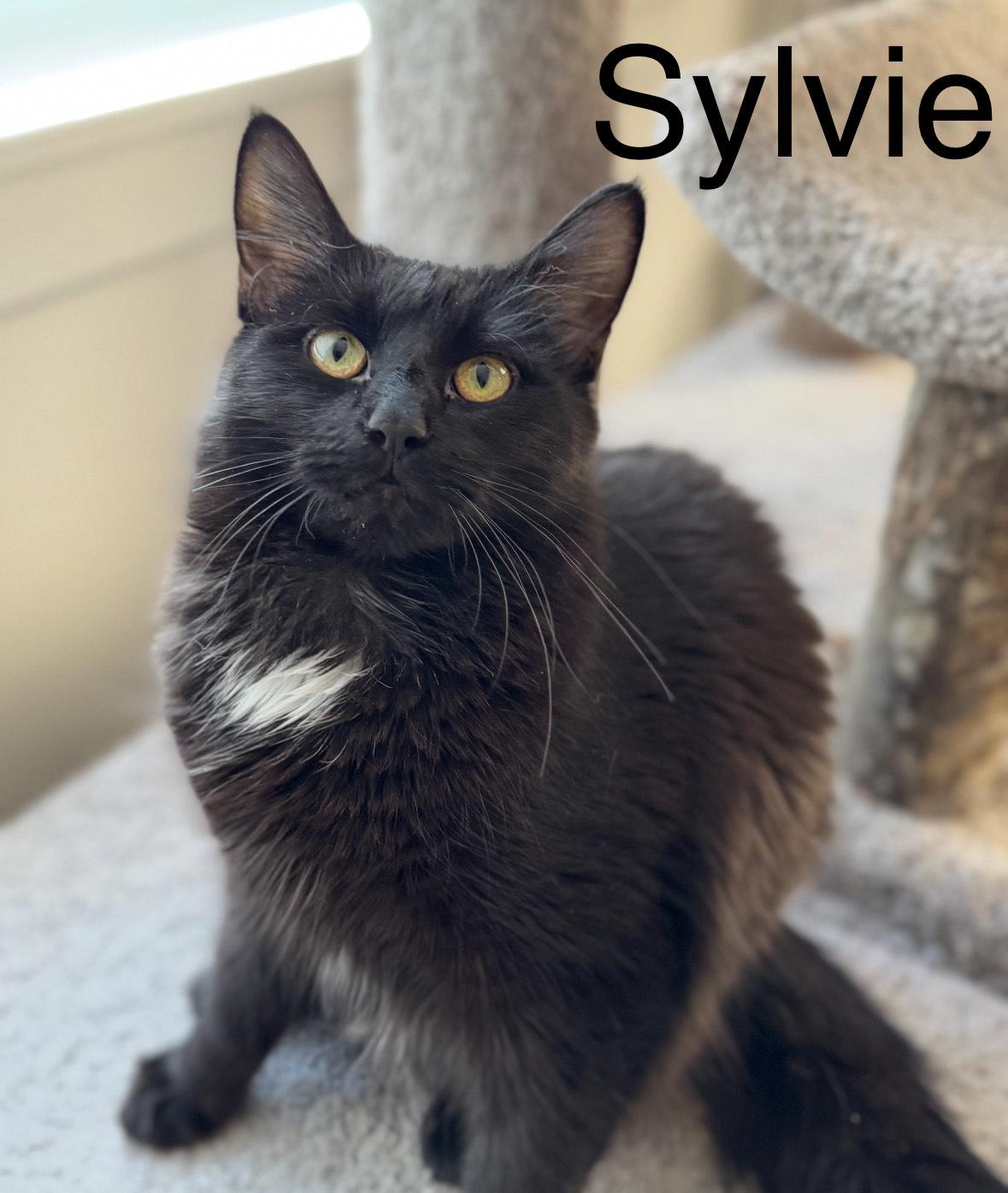 Enlarge Sylvie, a ADOPTABLE Domestic Short Hair in New Haven, CT image 1/1