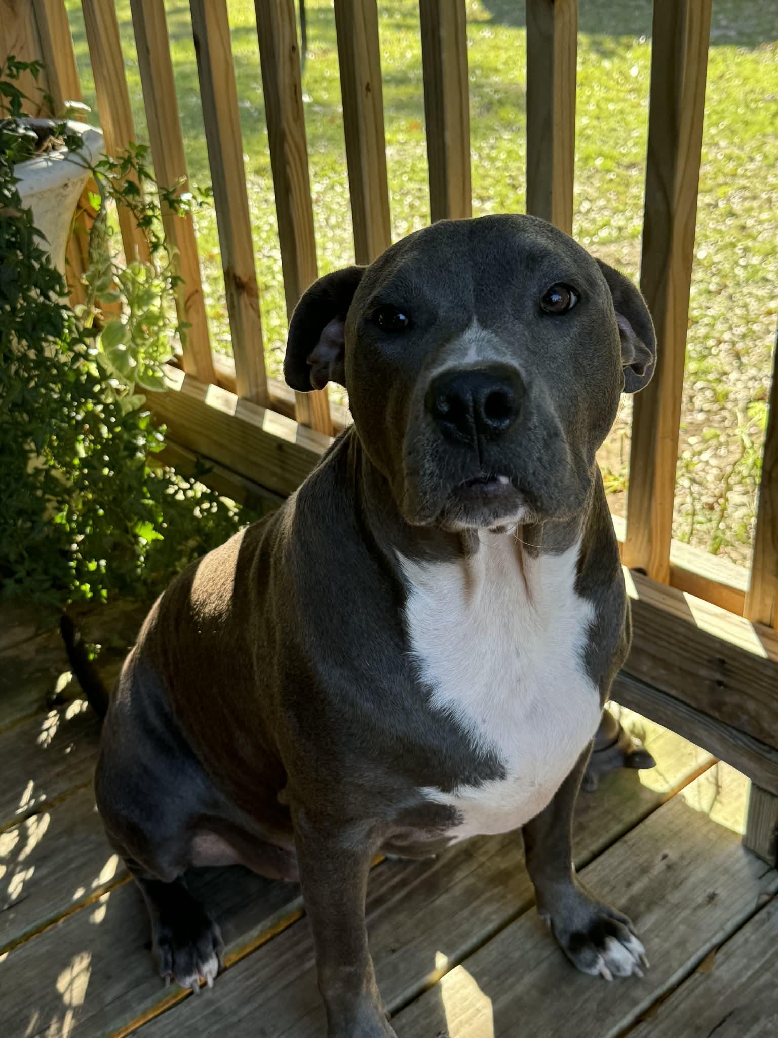 Angelo : Big heart. Bigger smile — thumbnail 2