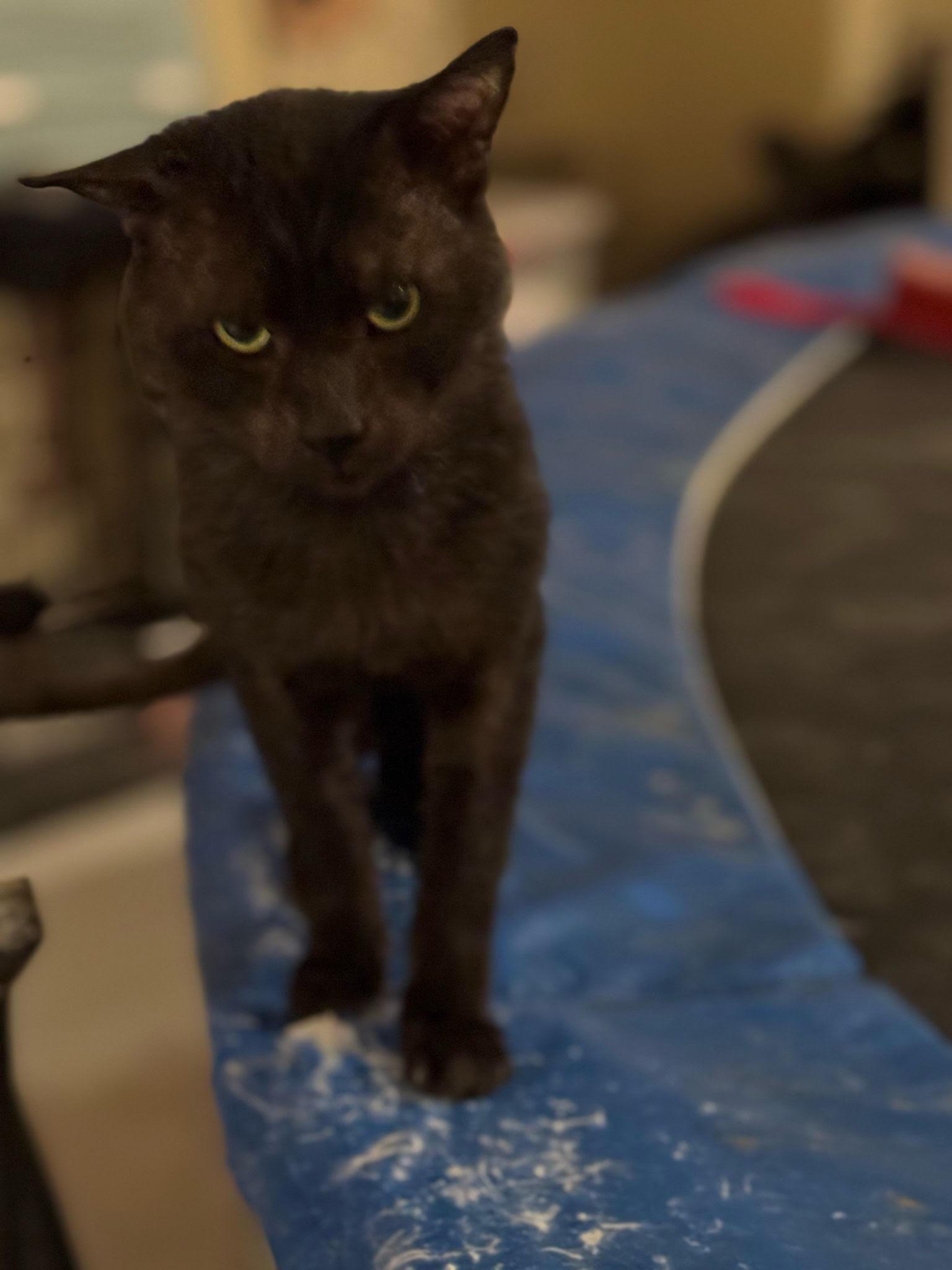 Enlarge Assam (special needs), a Adoptable British Shorthair in Snow Hill, MD image 2/3