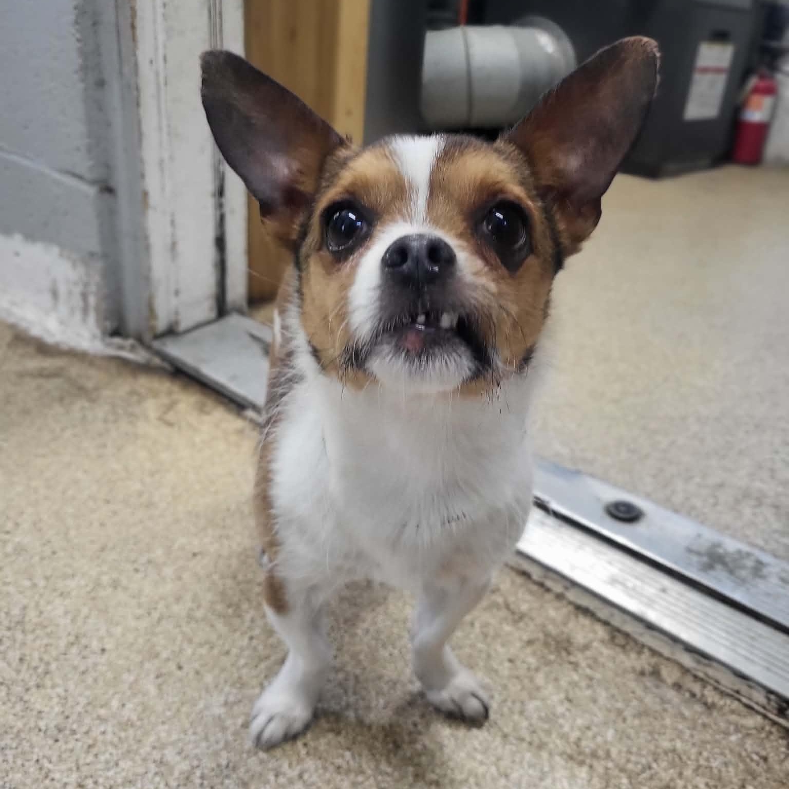 Enlarge Skip, an adopted Chihuahua in Sunderland, MD image 2/4