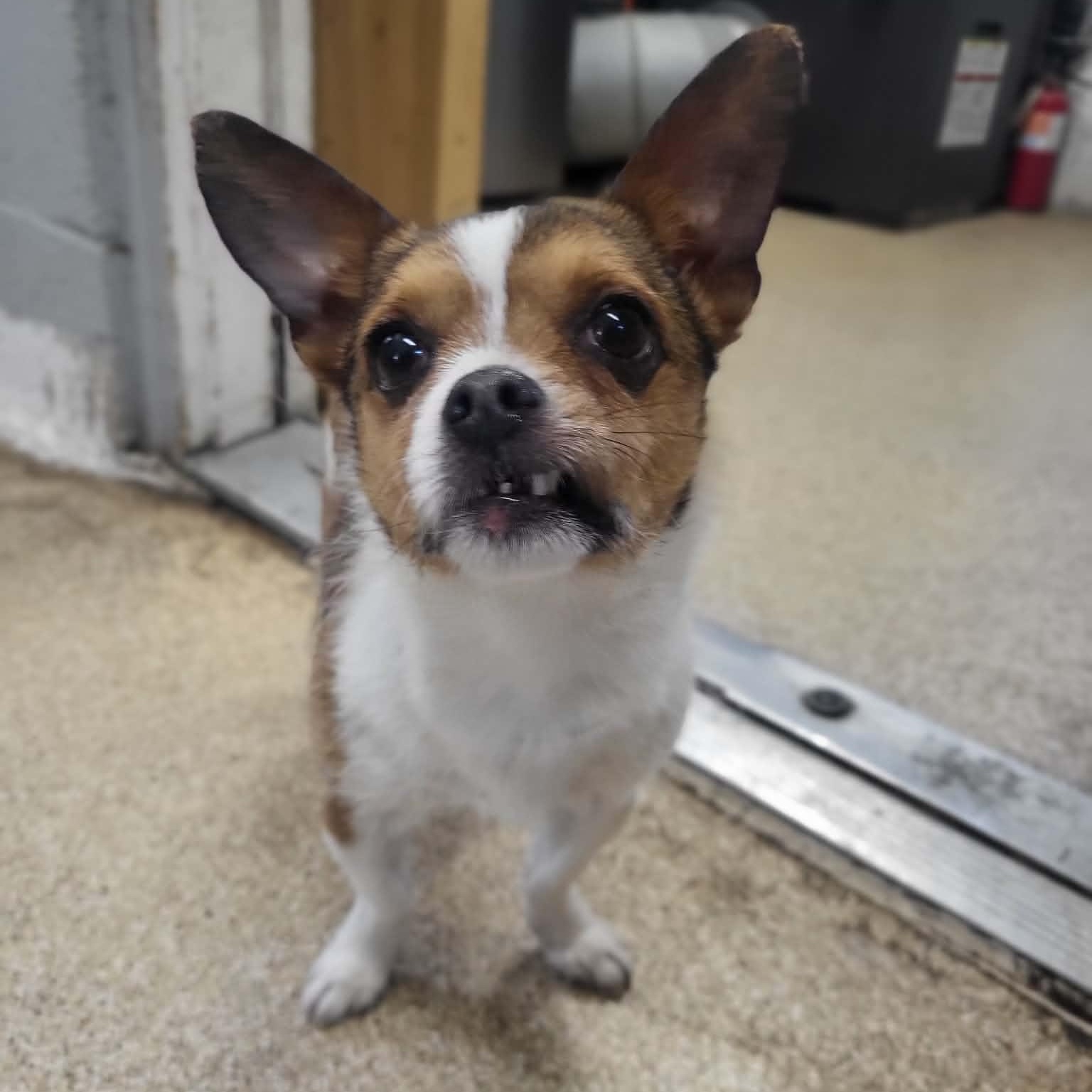 Enlarge Skip, an adopted Chihuahua in Sunderland, MD image 4/4