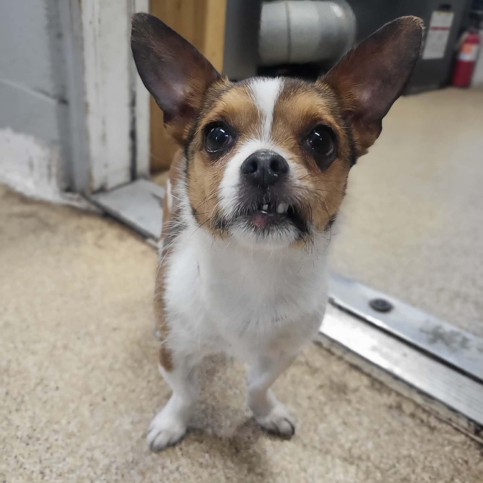 Enlarge Skip, an adopted Chihuahua in Sunderland, MD image 1/4