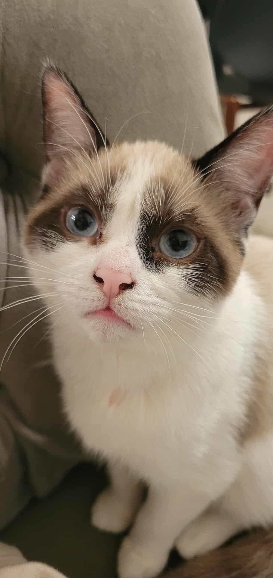 Spike, ADOPTABLE, Young Female Domestic Medium Hair.