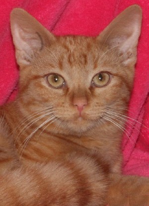 Enlarge Opie, a Adoptable mixed breed in Savannah, MO image 1/2