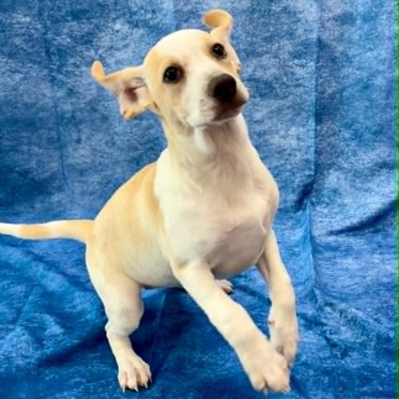 Enlarge Shortie, an adopted Beagle in Rushville, IL image 4/4
