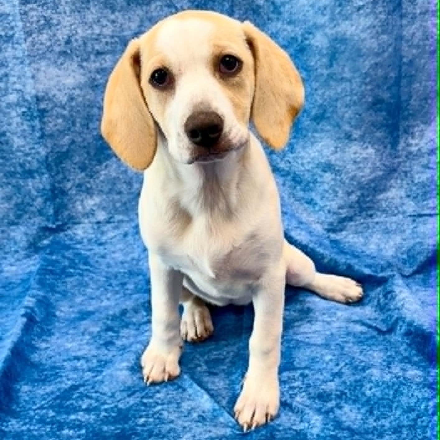 Shortie, adopted, Puppy Female Beagle.