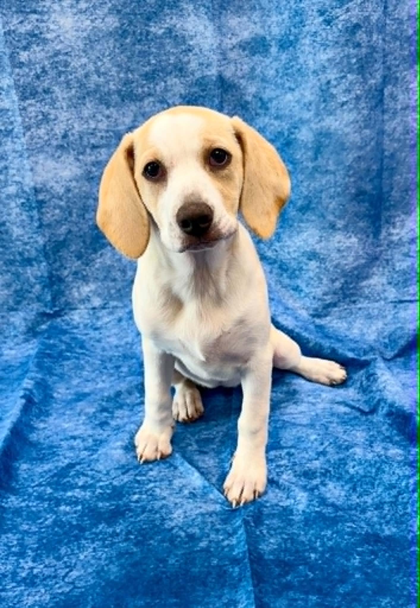 Enlarge Shortie, an adopted Beagle in Rushville, IL image 2/4
