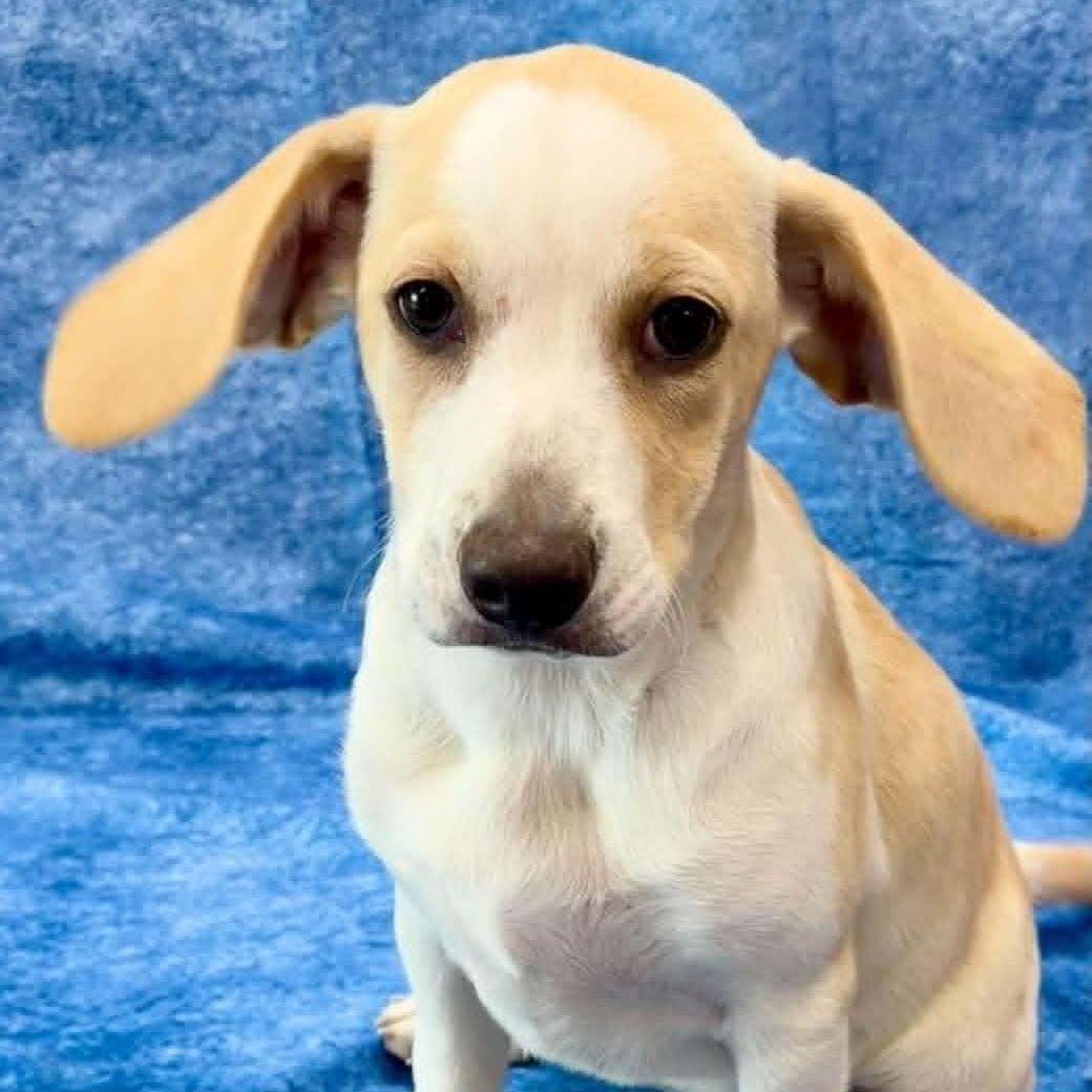 Enlarge Shortie, an adopted Beagle in Rushville, IL image 3/4