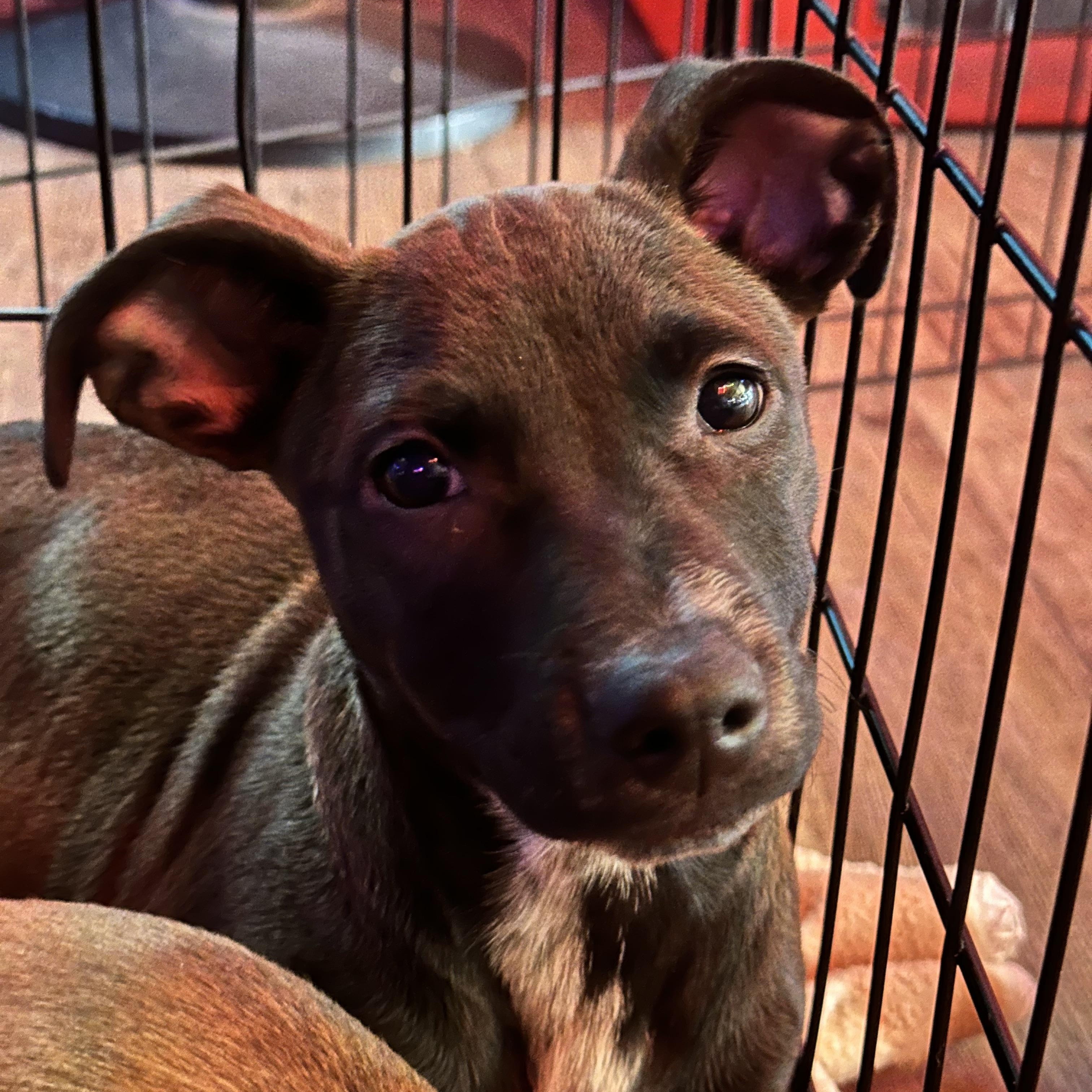 Enlarge John, a ADOPTABLE mixed breed in Sugar Grove, IL image 2/2