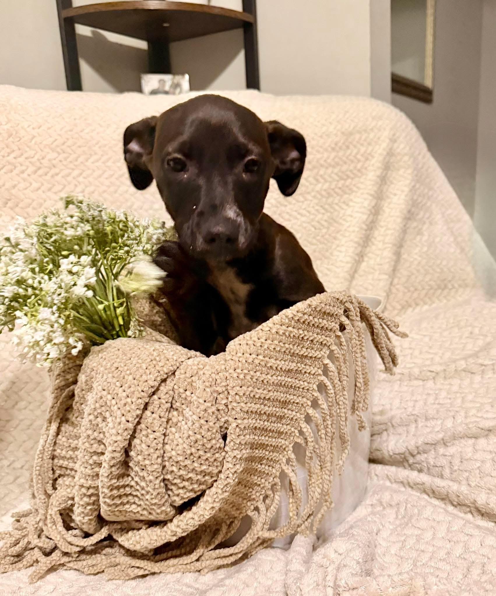 John, ADOPTABLE, Puppy Male Dachshund & Chihuahua.