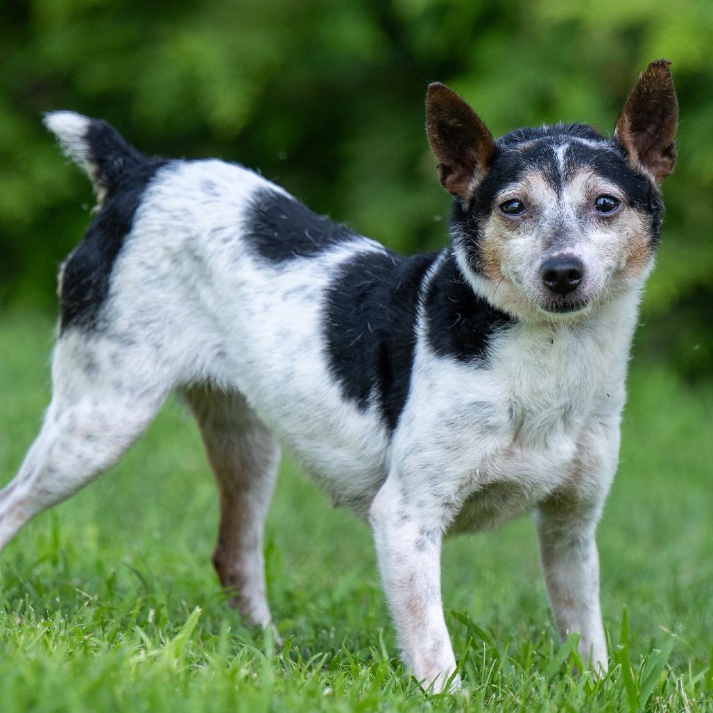 Starlight thumbnail 3