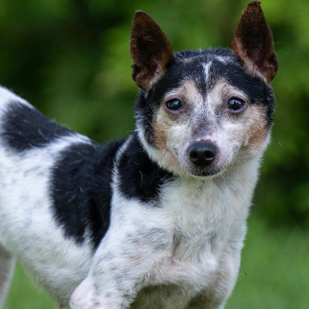 Starlight thumbnail 5