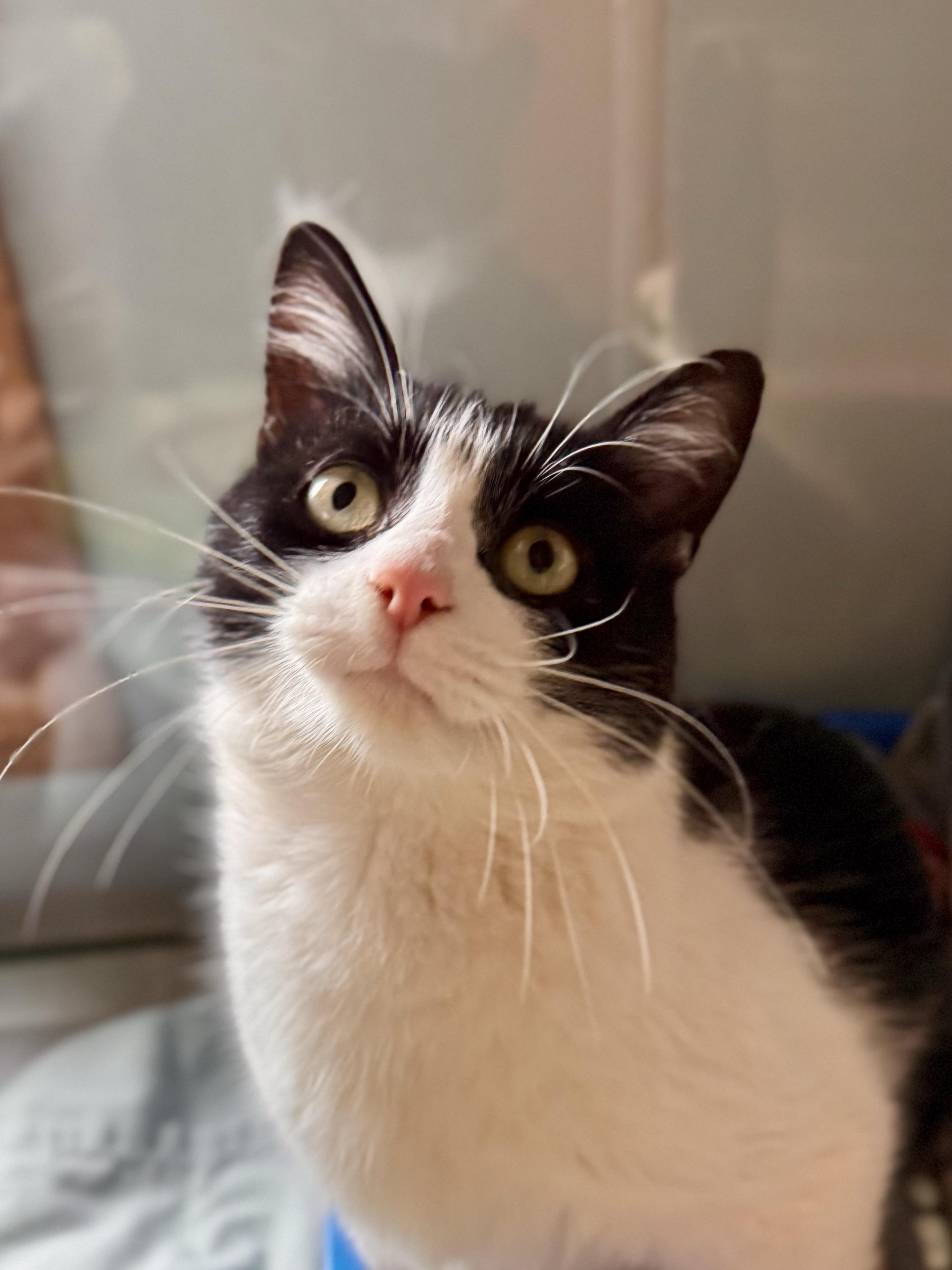 Enlarge Purrcy Jackson, a ADOPTABLE Domestic Short Hair in Midland, MI image 3/3
