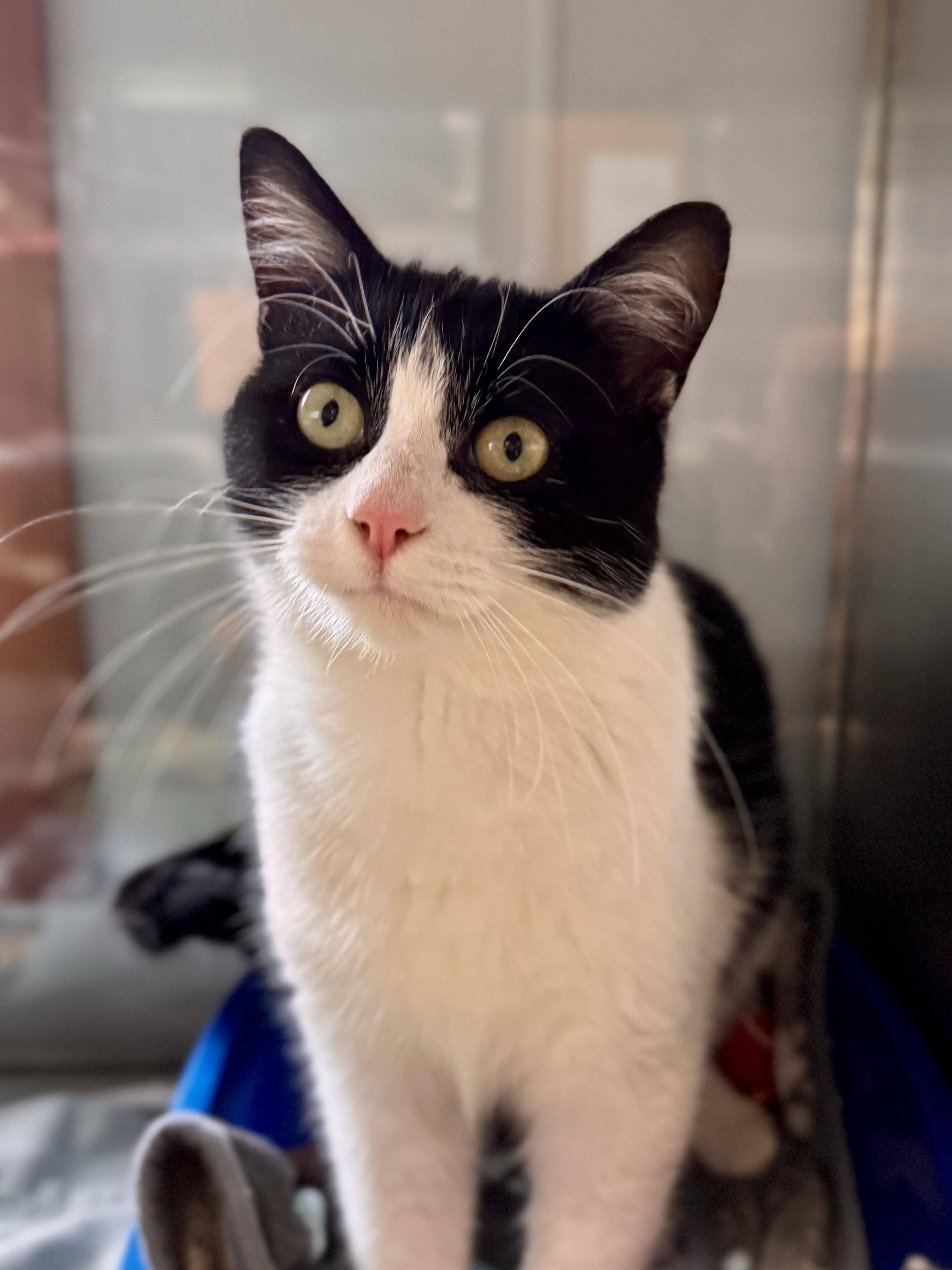 Enlarge Purrcy Jackson, a ADOPTABLE Domestic Short Hair in Midland, MI image 1/3