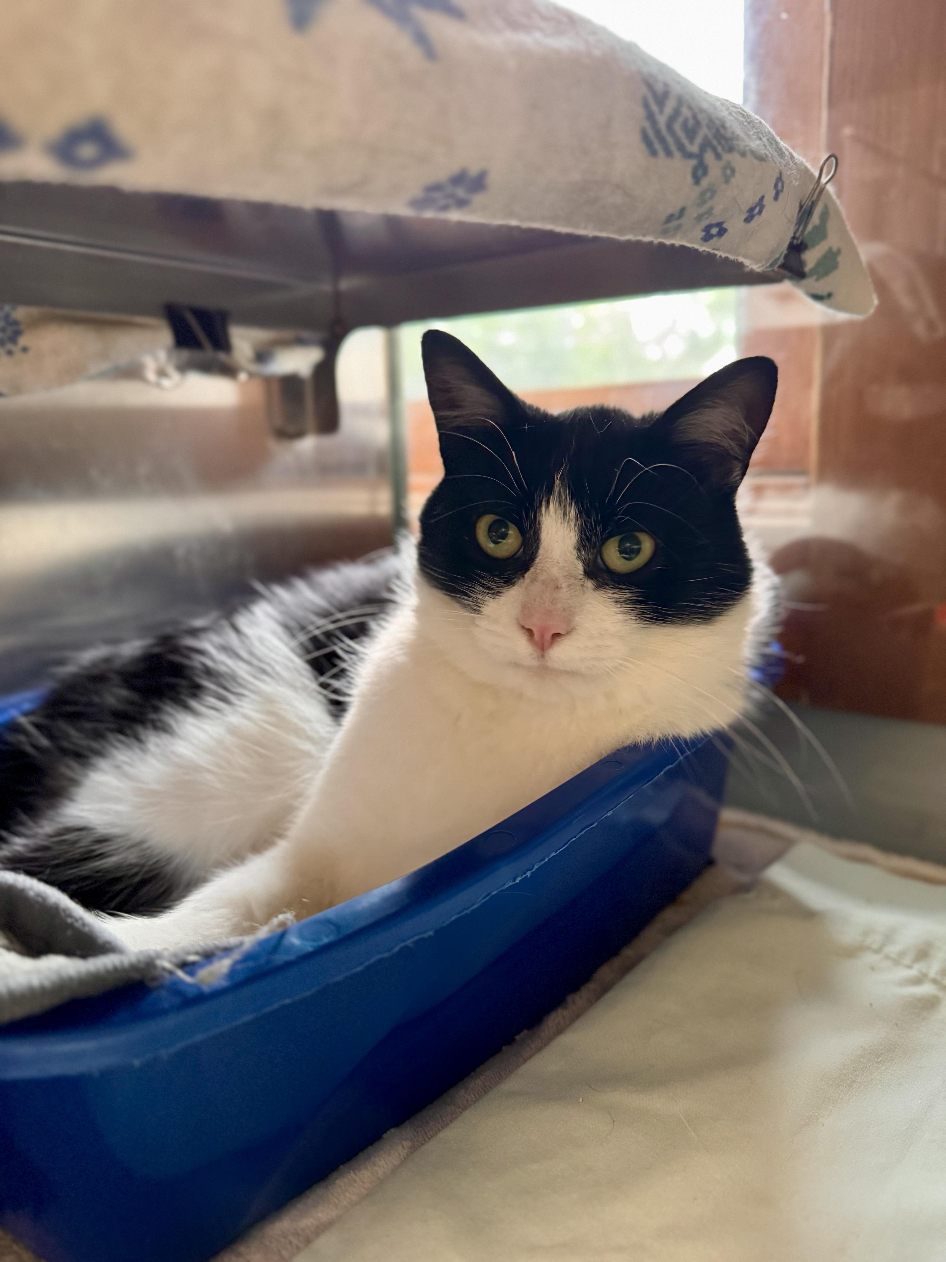 Enlarge Purrcy Jackson, a ADOPTABLE Domestic Short Hair in Midland, MI image 2/3