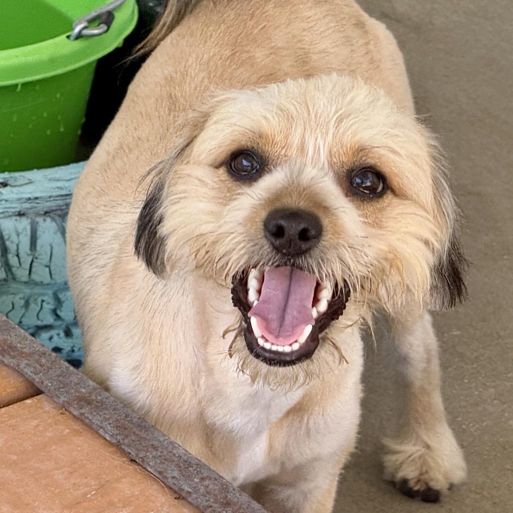 Enlarge Howie, a Adoptable mixed breed in San Antonio, TX image 5/6