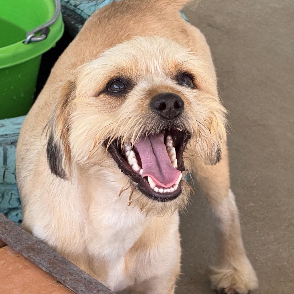 Howie, Adoptable, Young Male Lhasa Apso & Shih Tzu.