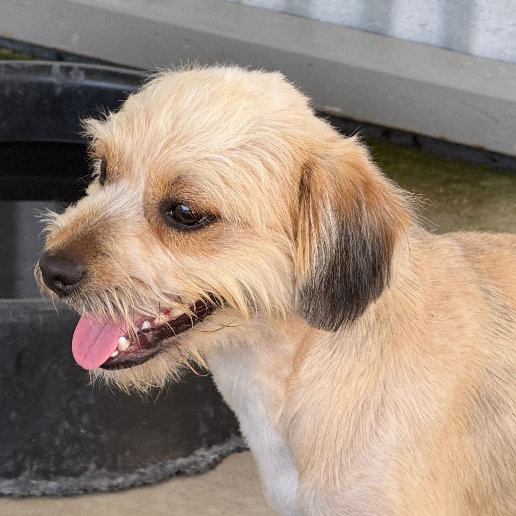 Enlarge Howie, a Adoptable mixed breed in San Antonio, TX image 6/6