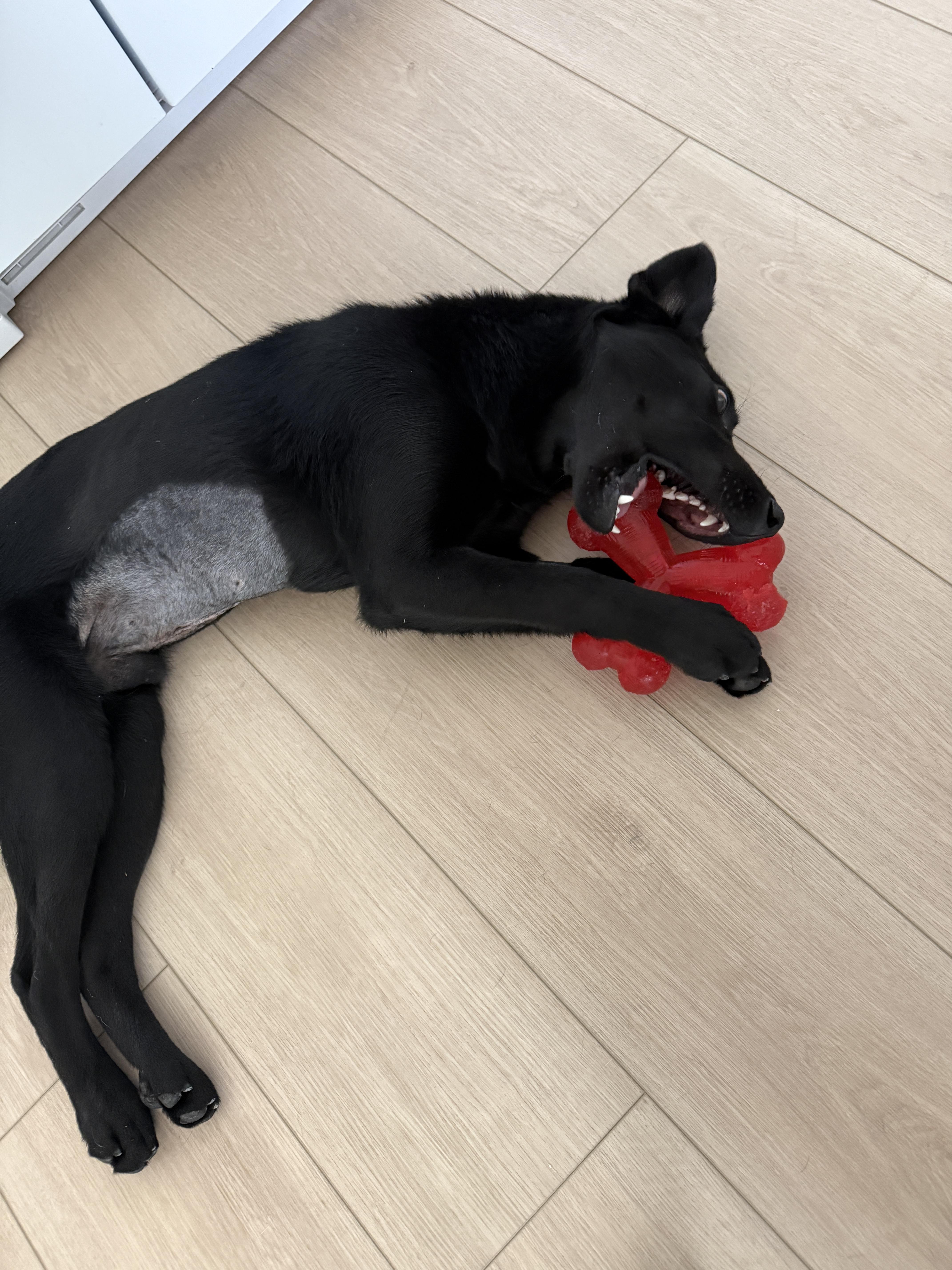 Screw, a ADOPTABLE Black Labrador Retriever in Ogden, UT image 4/5