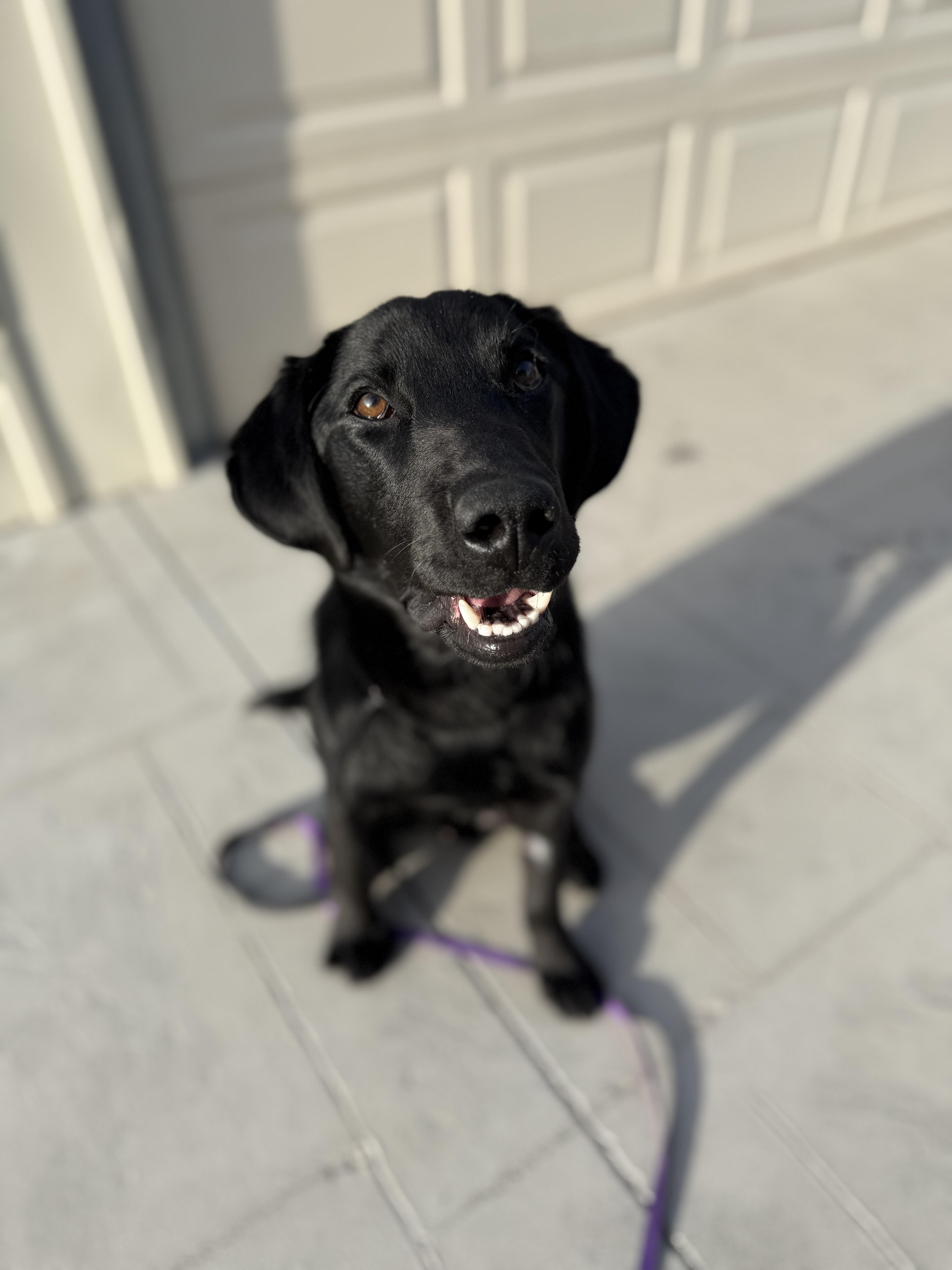 Screw, a ADOPTABLE Black Labrador Retriever in Ogden, UT image 1/5