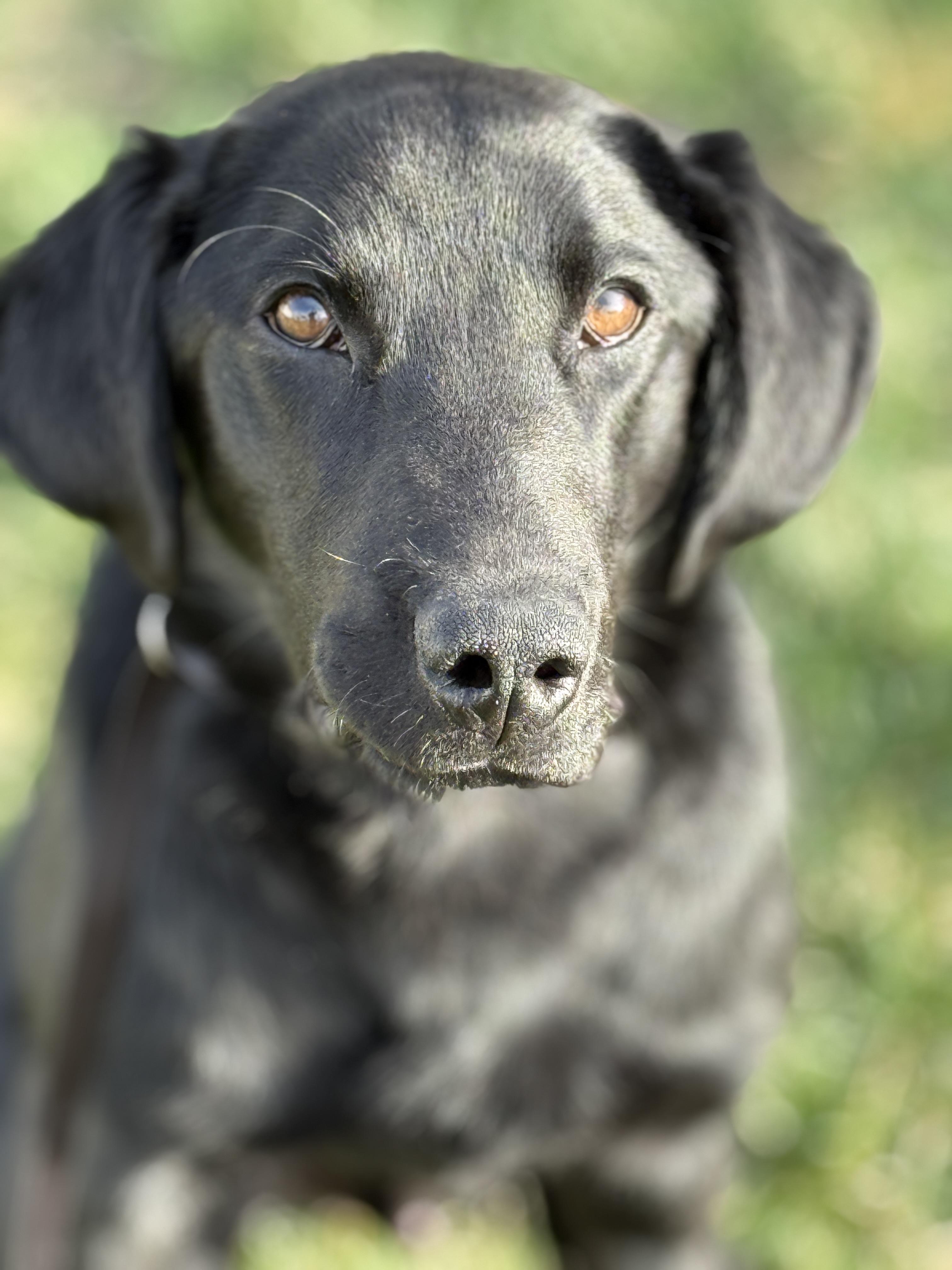 Screw, a ADOPTABLE Black Labrador Retriever in Ogden, UT image 5/5