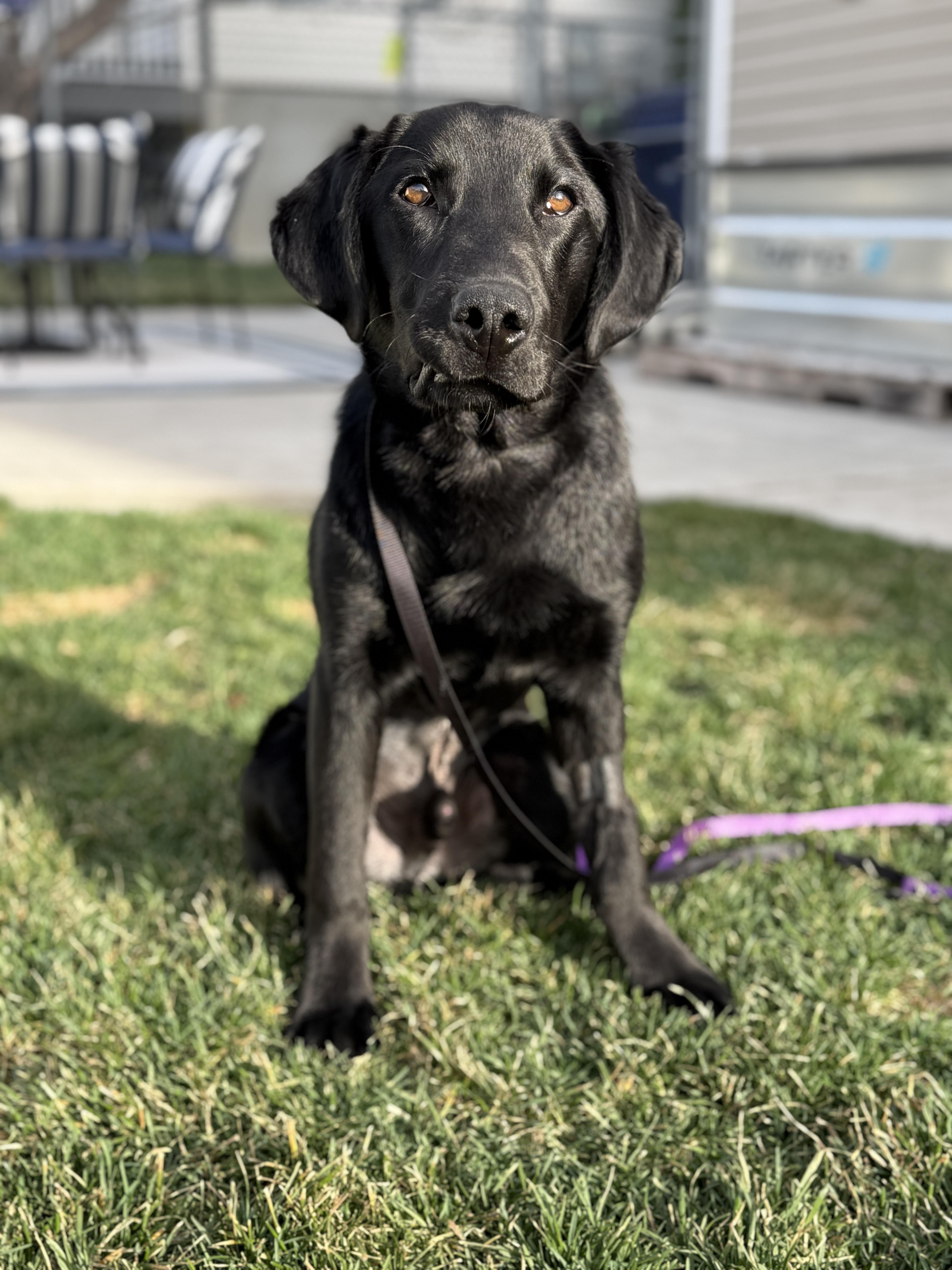 Screw, a ADOPTABLE Black Labrador Retriever in Ogden, UT image 2/5