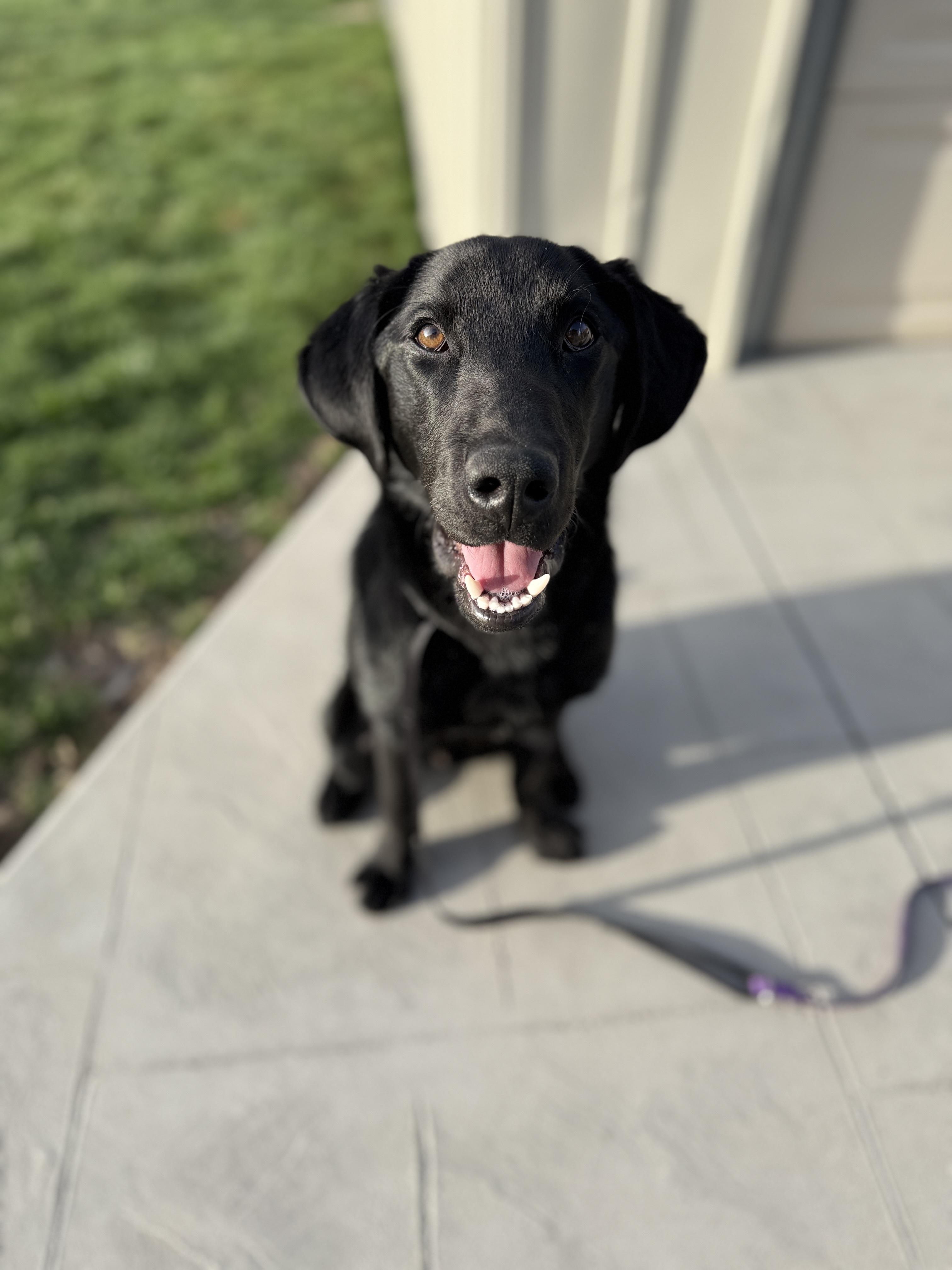 Screw, a ADOPTABLE Black Labrador Retriever in Ogden, UT image 3/5