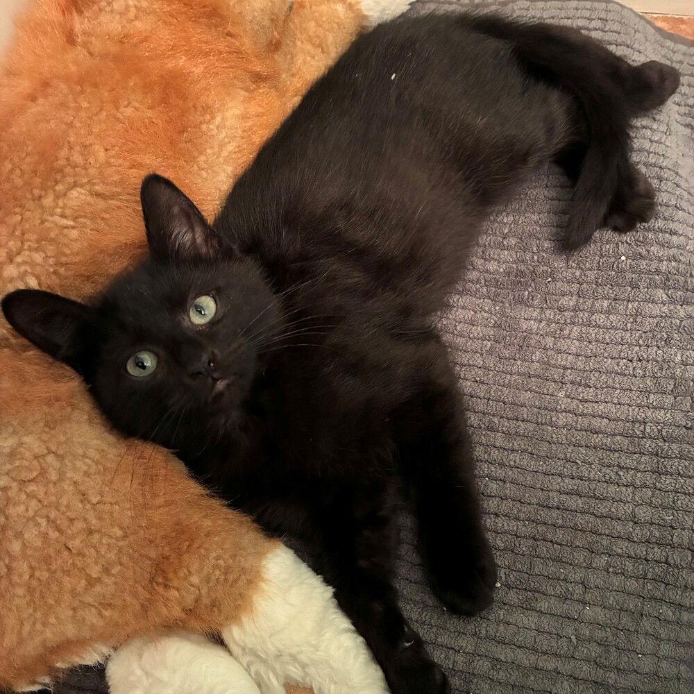 Yellow, Adoptable, Kitten Male Domestic Short Hair.