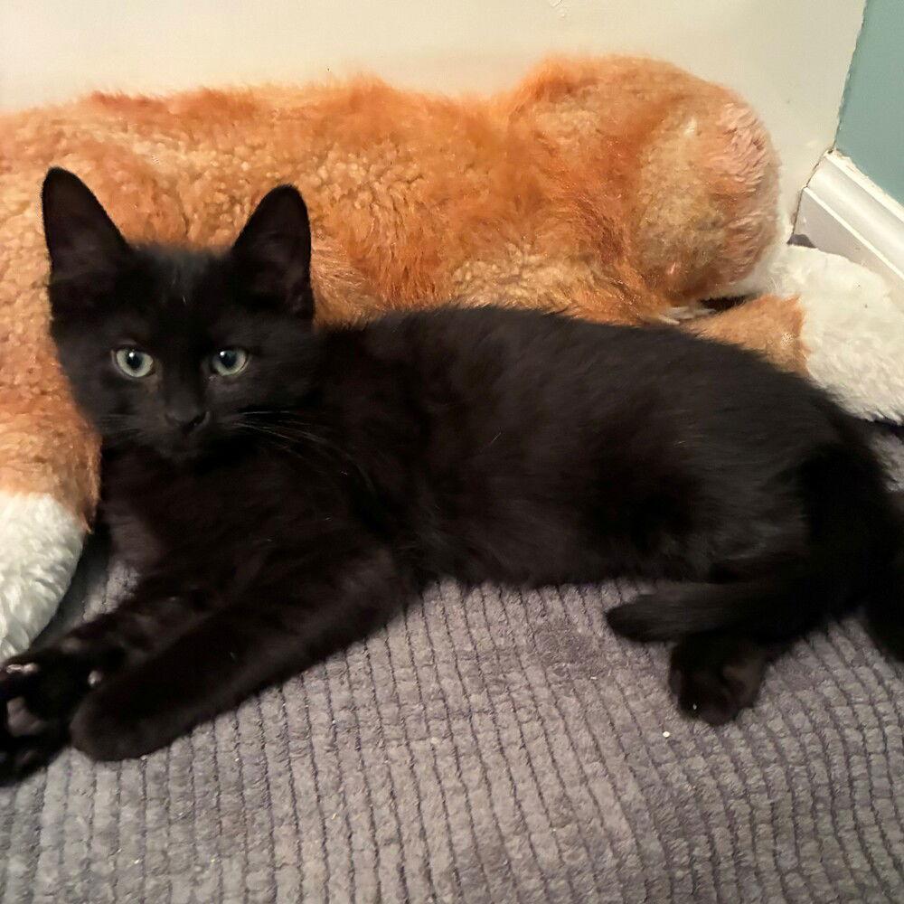 Yellow, a Adoptable Domestic Short Hair in Candler, NC image 3/3