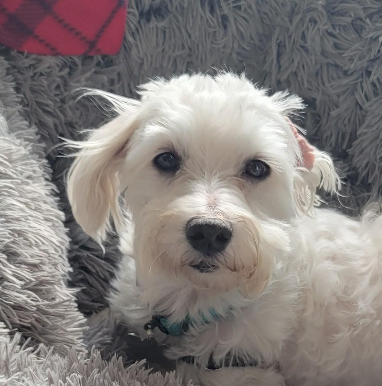 Enlarge Milford , a Adoptable Maltese in Hartland, WI image 3/6