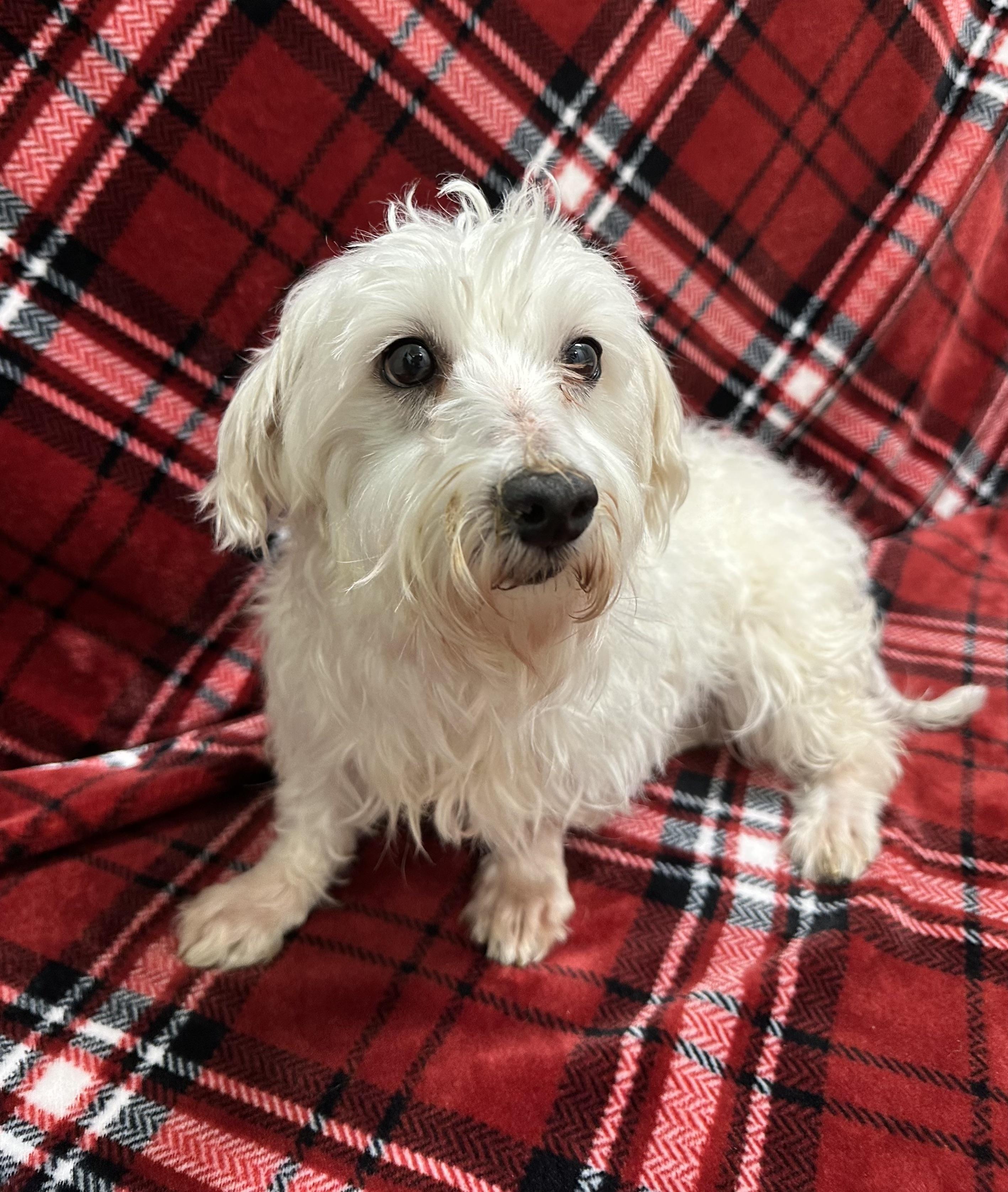 Enlarge Milford -Foster Home Needed, a Adoptable Maltese in Hartland, WI image 2/6