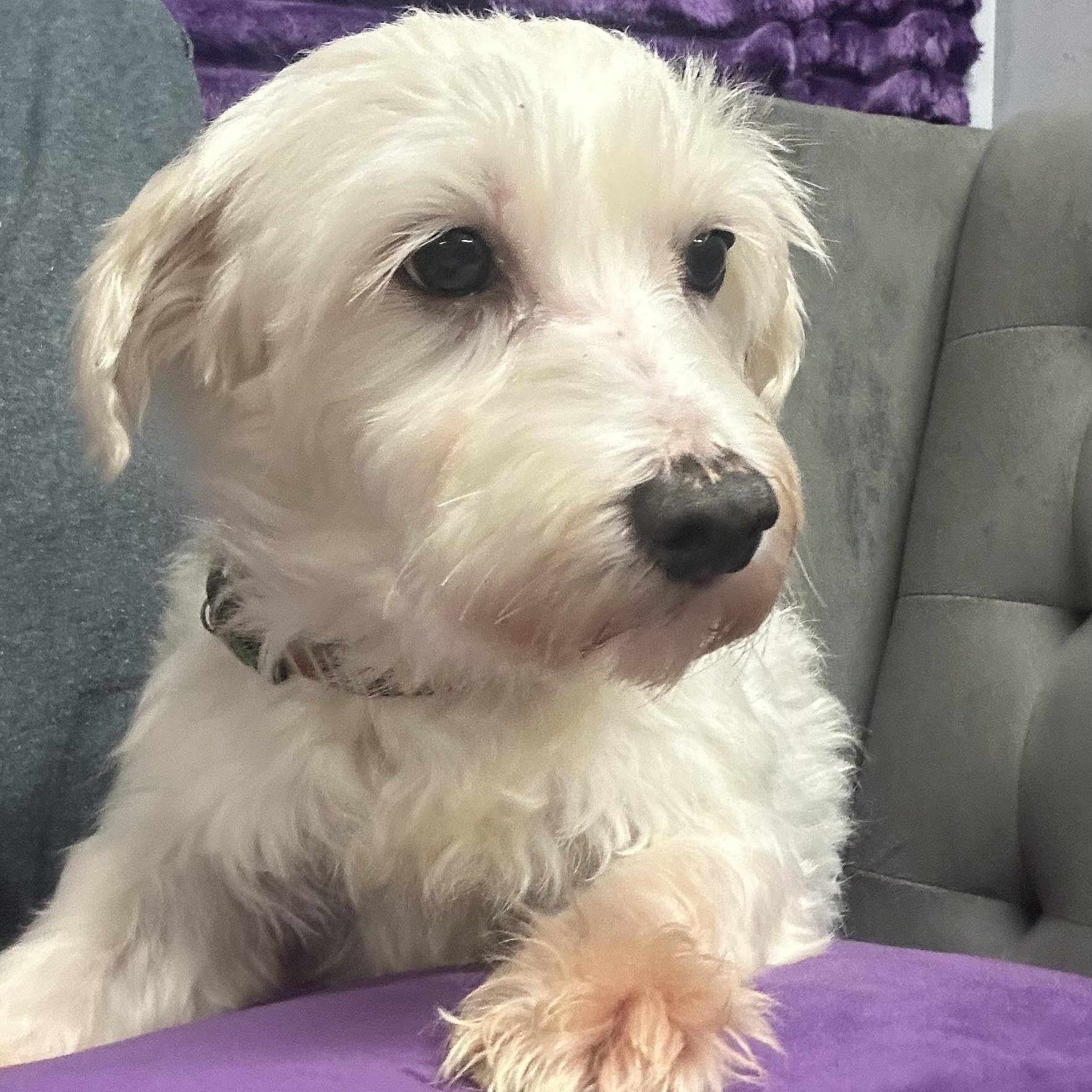 Milford -Foster Home Needed