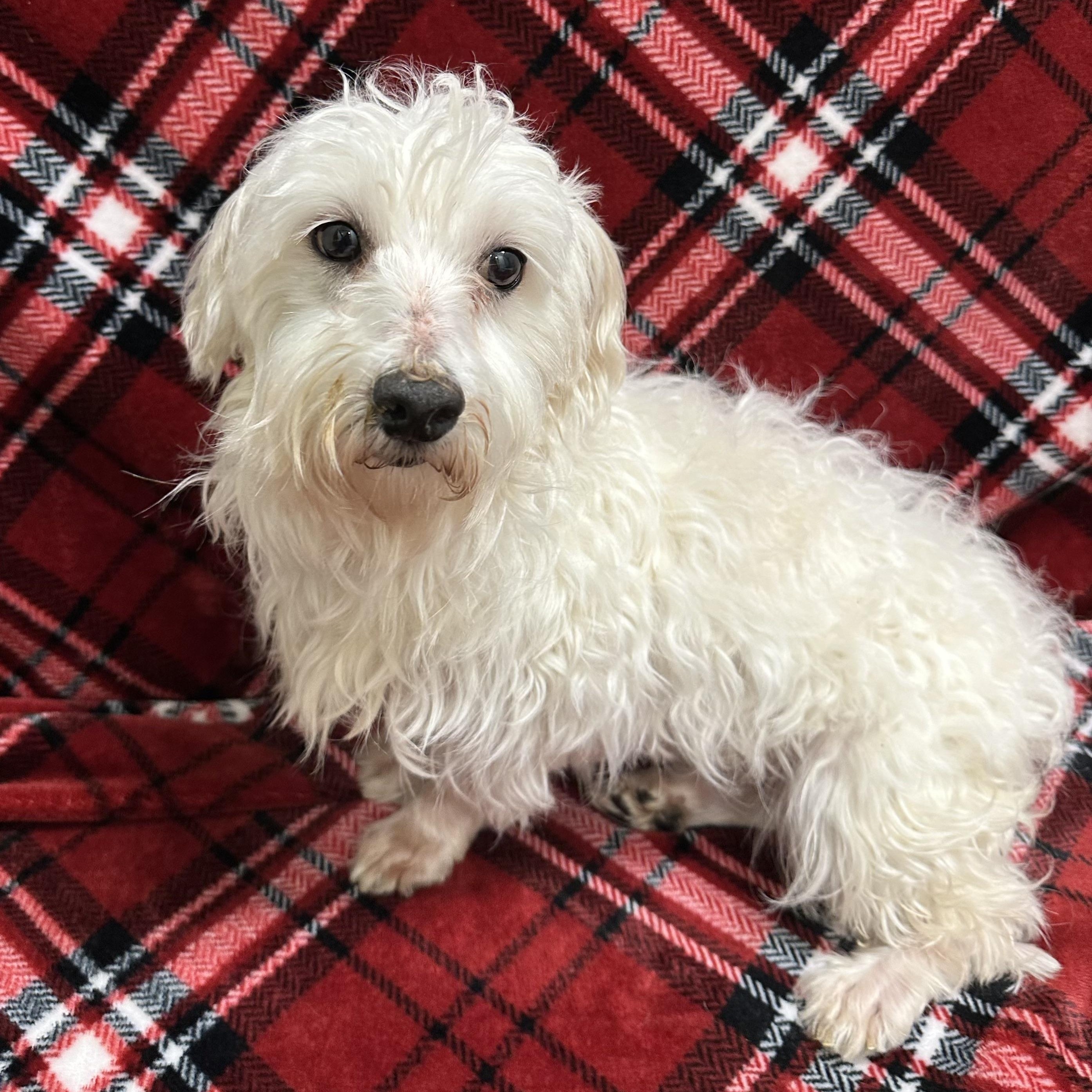 Enlarge Milford -Foster Home Needed, a Adoptable Maltese in Hartland, WI image 5/6