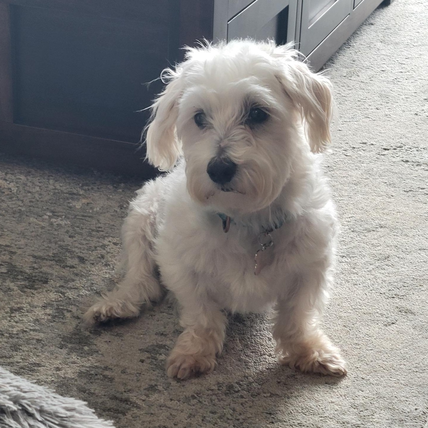 Enlarge Milford , a Adoptable Maltese in Hartland, WI image 5/6