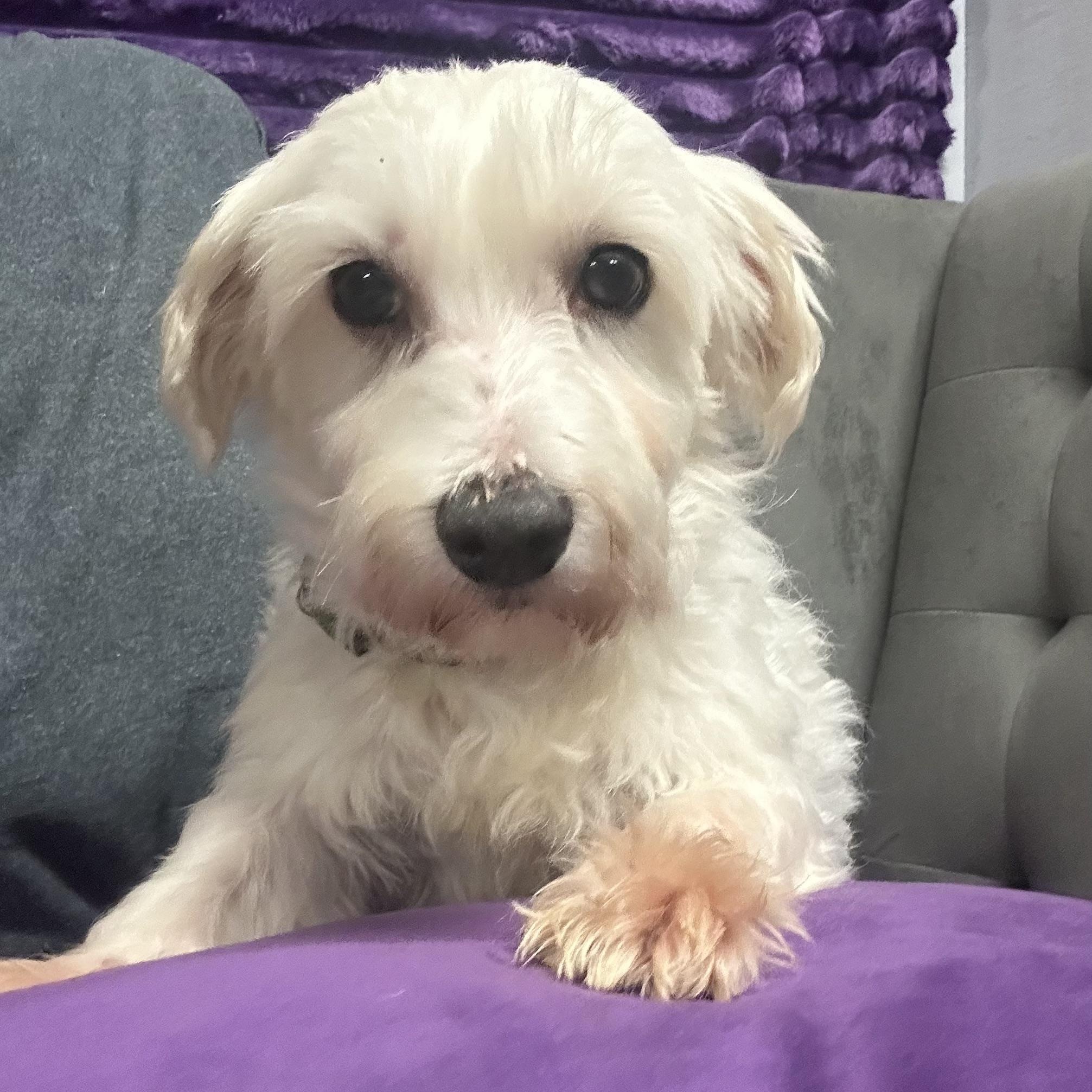 Milford -Foster Home Needed