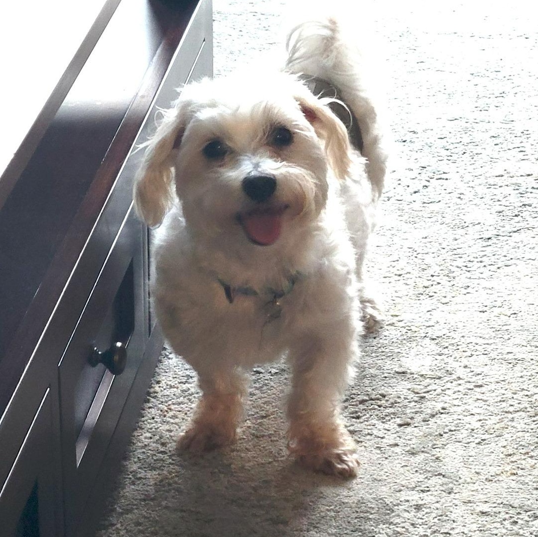 Enlarge Milford , a Adoptable Maltese in Hartland, WI image 4/6