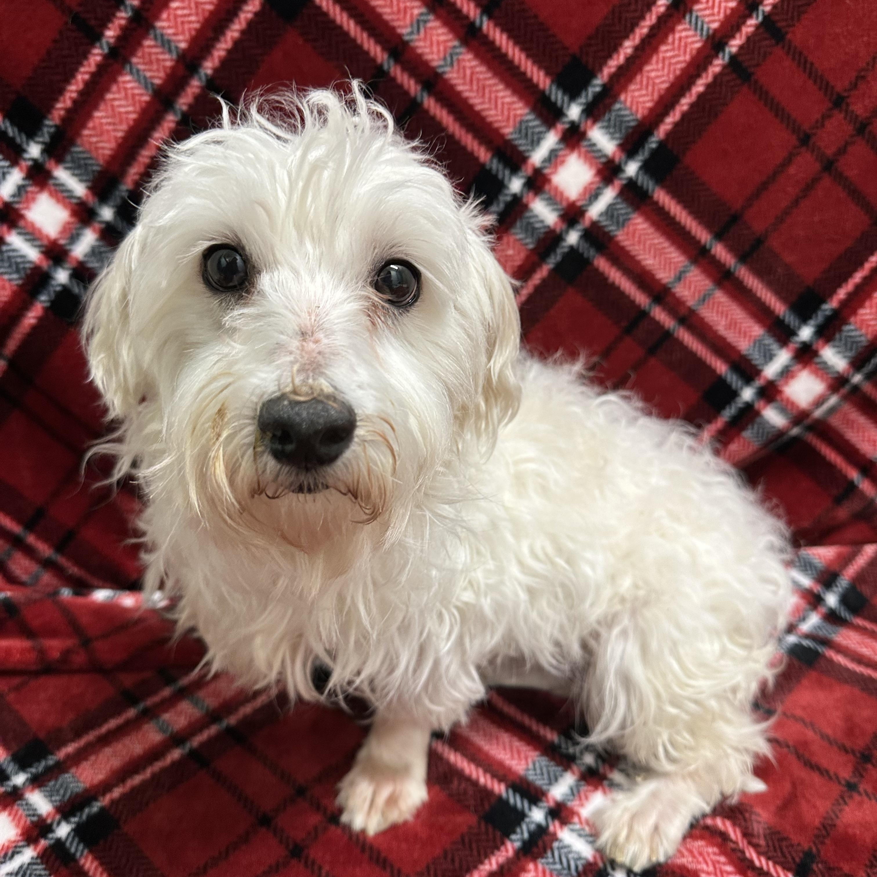 Enlarge Milford -Foster Home Needed, a Adoptable Maltese in Hartland, WI image 3/6