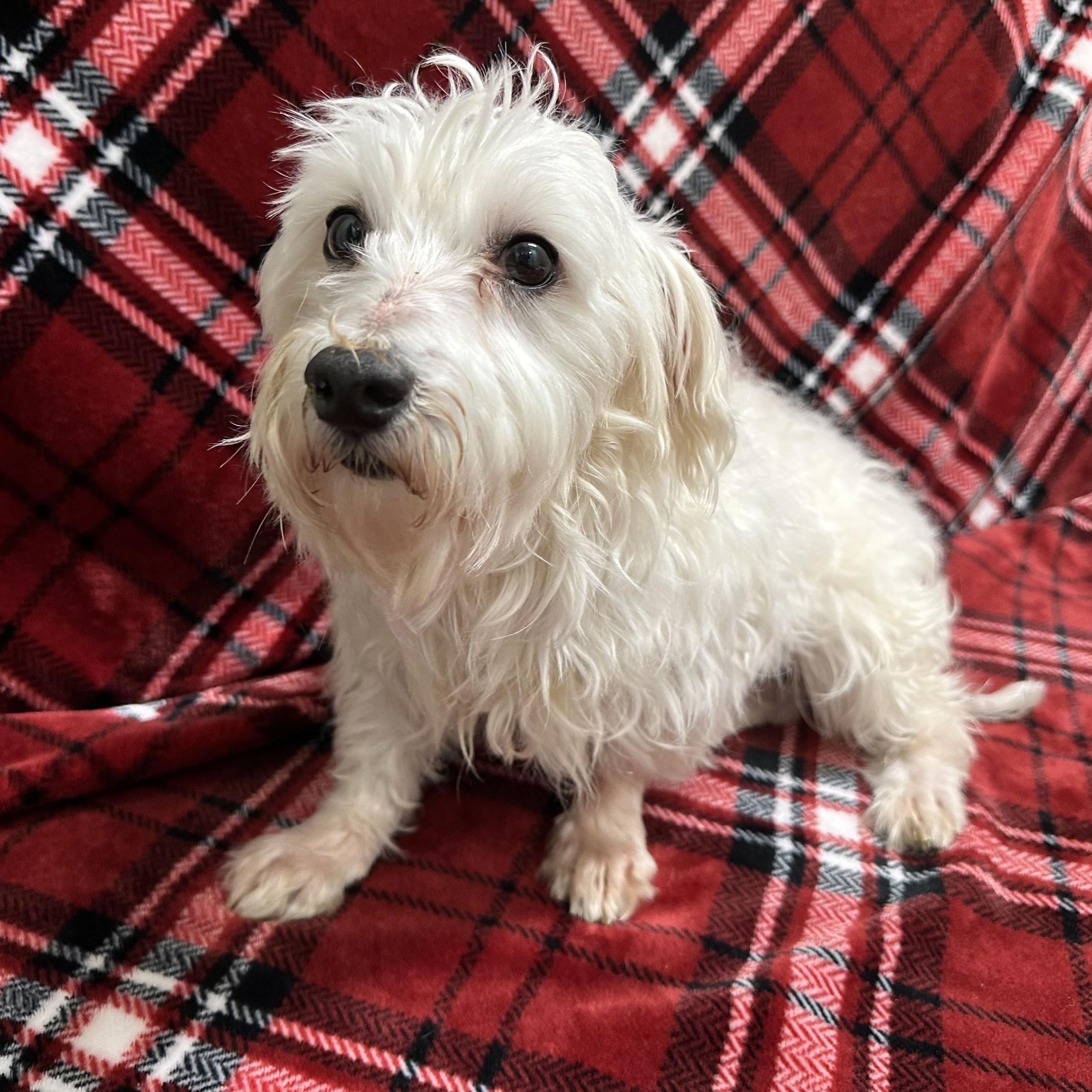 Milford -Foster Home Needed, Adoptable, Adult Male Maltese.