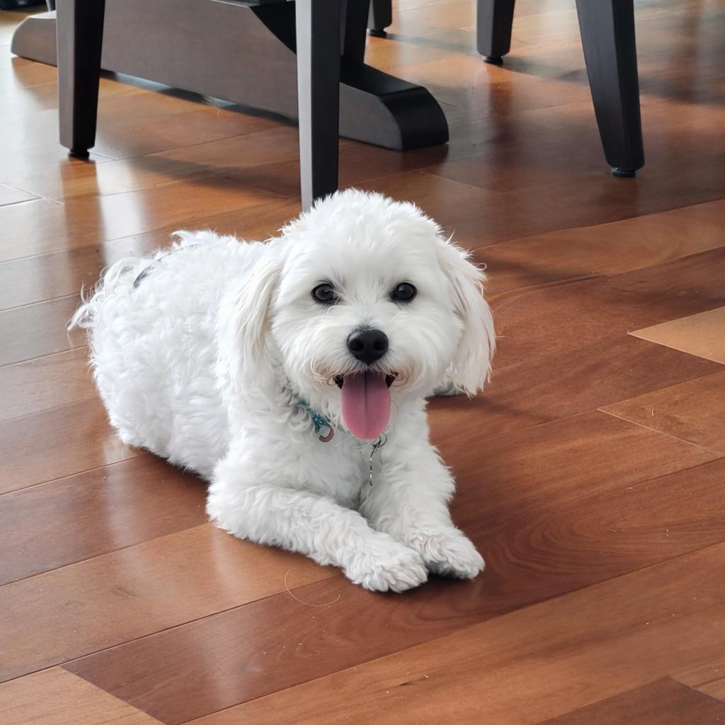 Enlarge Milford , a Adoptable Maltese in Hartland, WI image 1/6