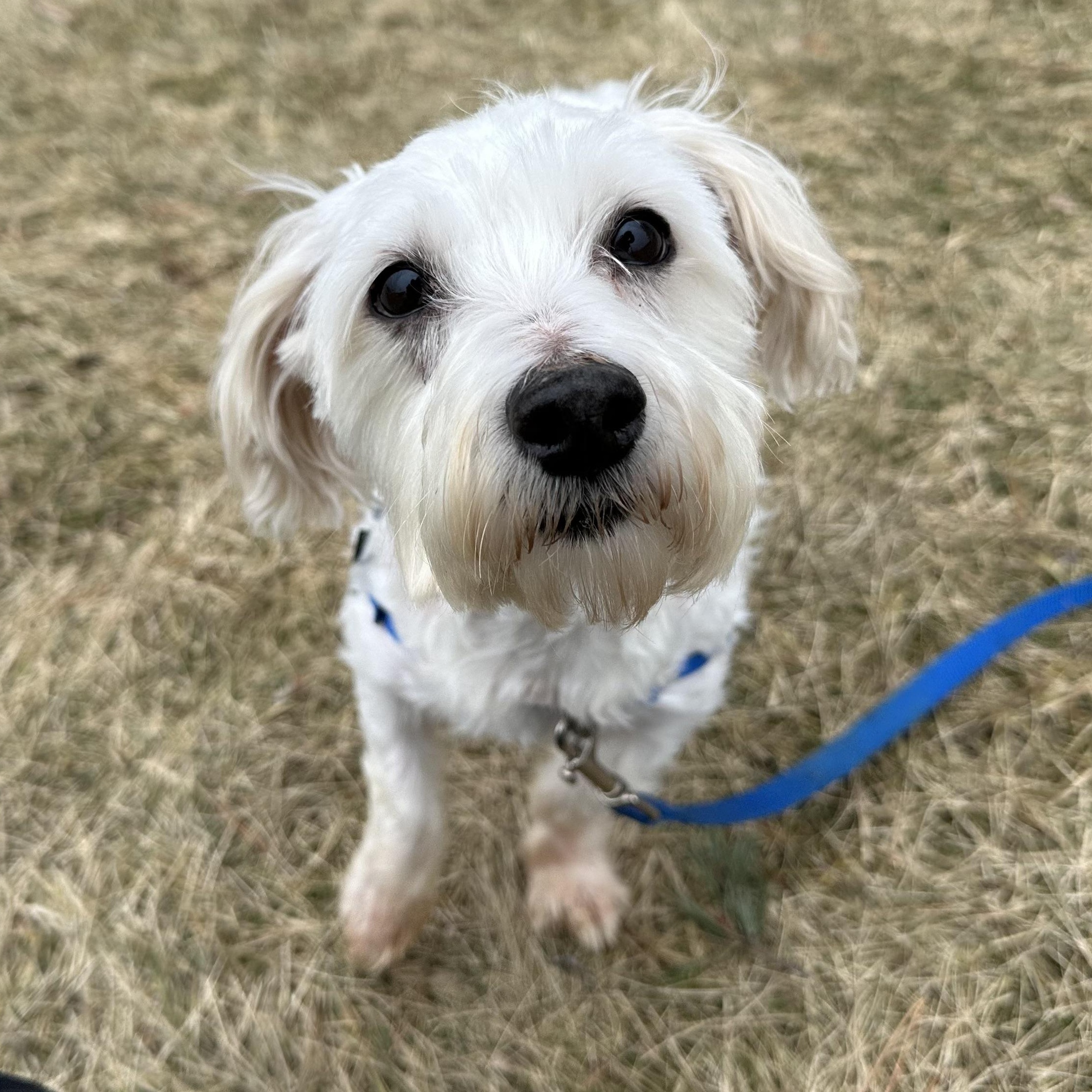Milford -Foster Home Needed, Adoptable, Adult Male Maltese.