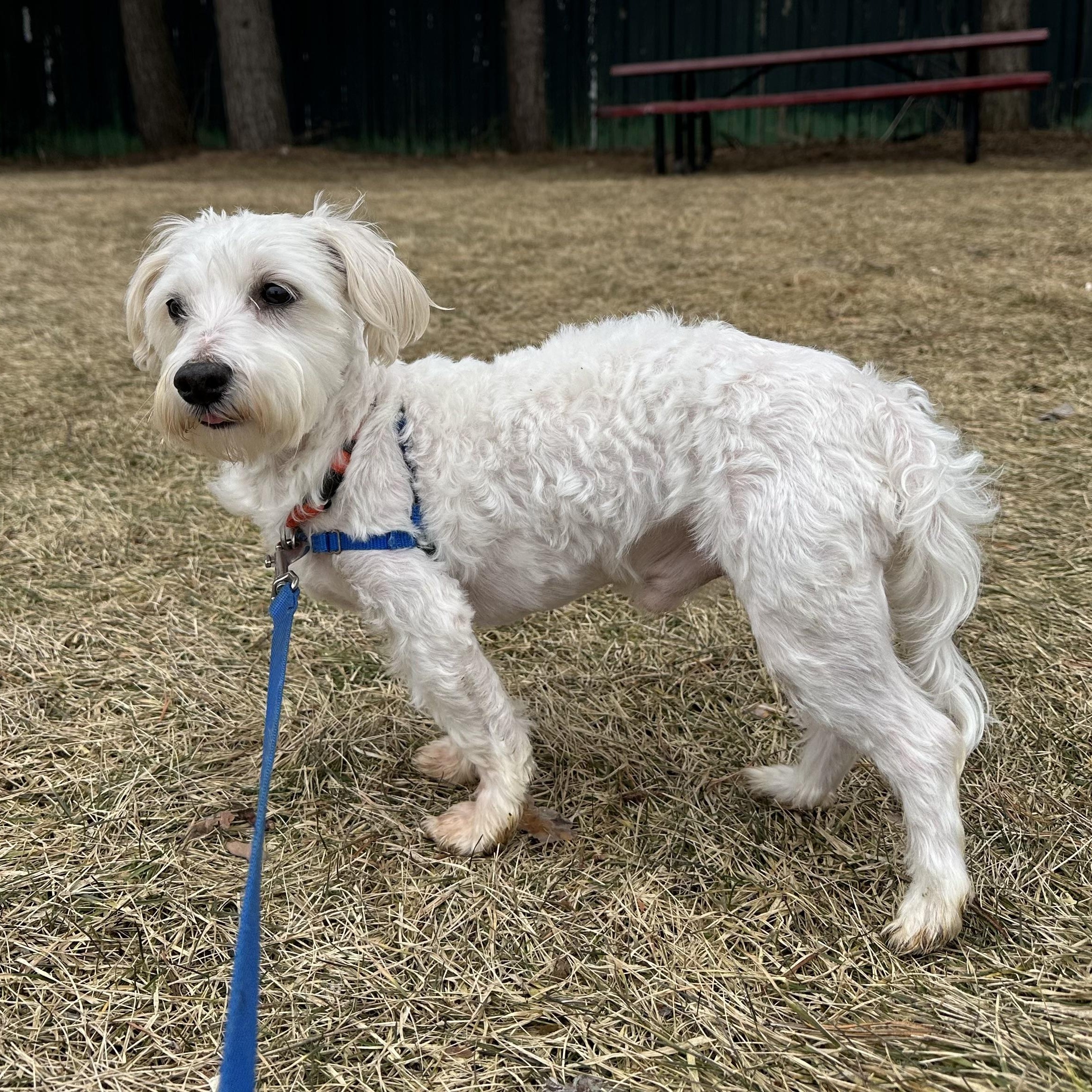 Enlarge Milford -Foster Home Needed, a Adoptable Maltese in Hartland, WI image 2/4