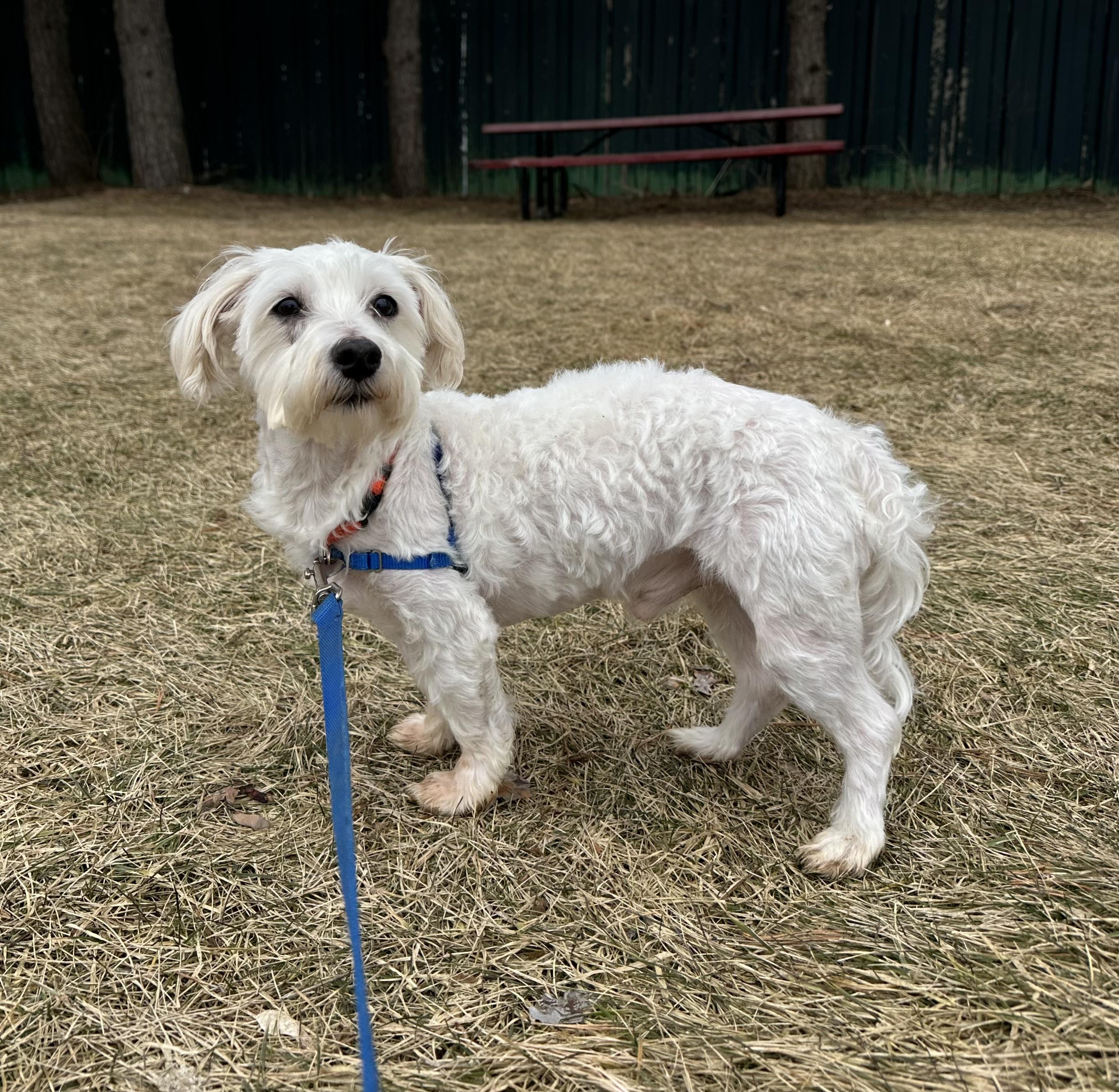 Enlarge Milford -Foster Home Needed, a Adoptable Maltese in Hartland, WI image 3/4