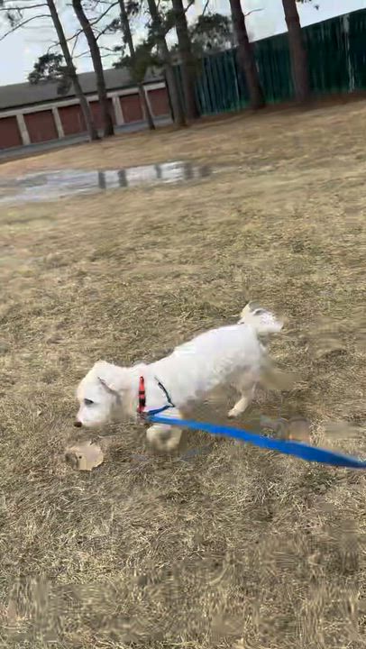 Enlarge Milford -Foster Home Needed, a Adoptable Maltese in Hartland, WI video 4/4