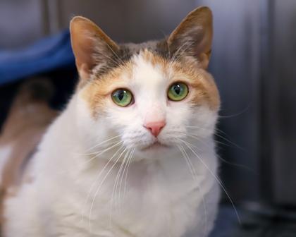 Patty, Adoptable, Adult Female Domestic Short Hair.
