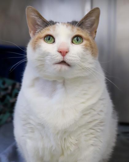 Enlarge Patty, a Adoptable Domestic Short Hair in West Seneca, NY image 2/3