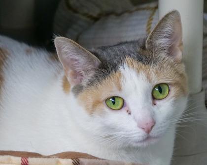 Enlarge Patty, a Adoptable Domestic Short Hair in West Seneca, NY image 3/3