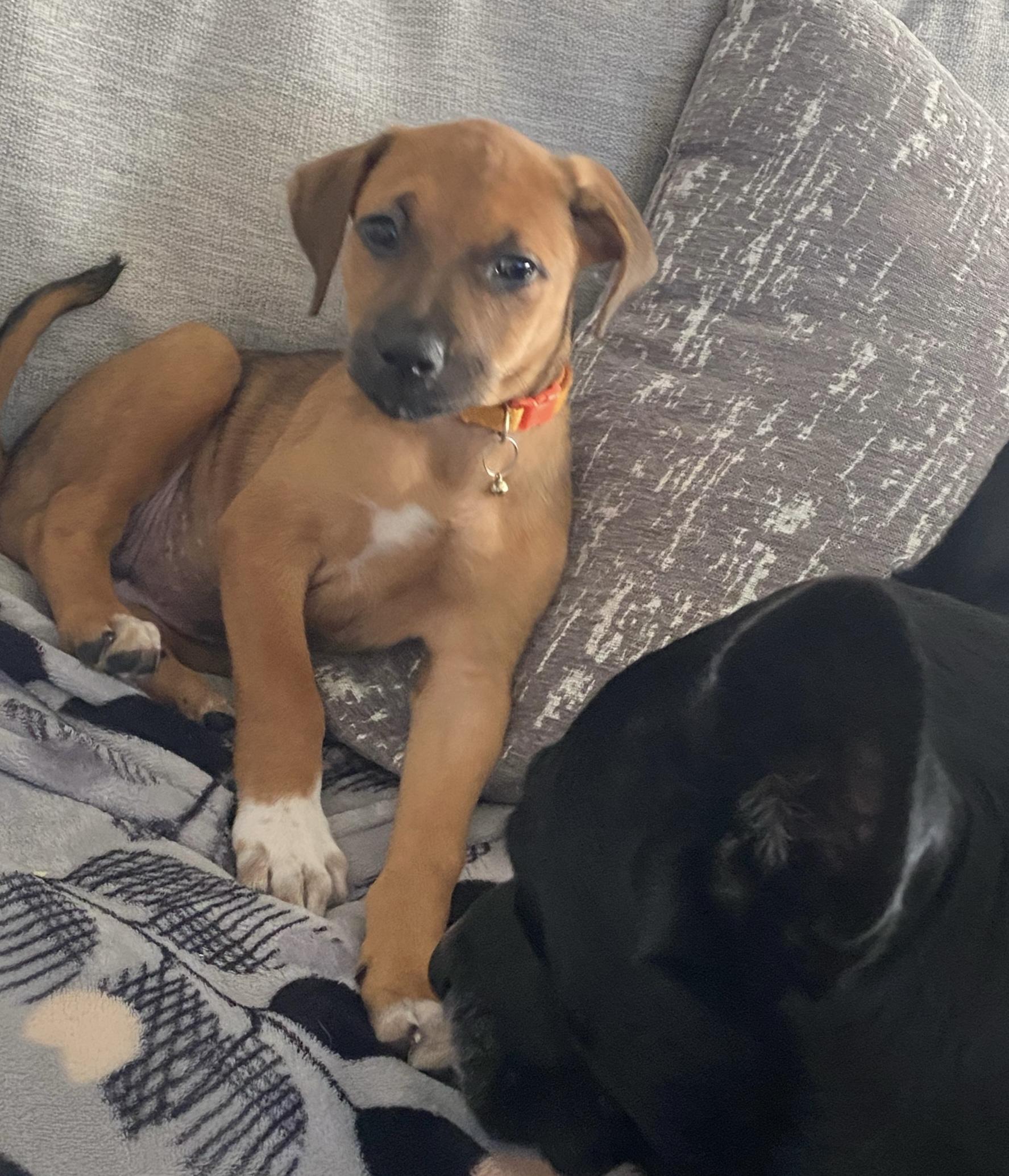 Maple, a ADOPTABLE mixed breed in Cypress, TX image 3/6