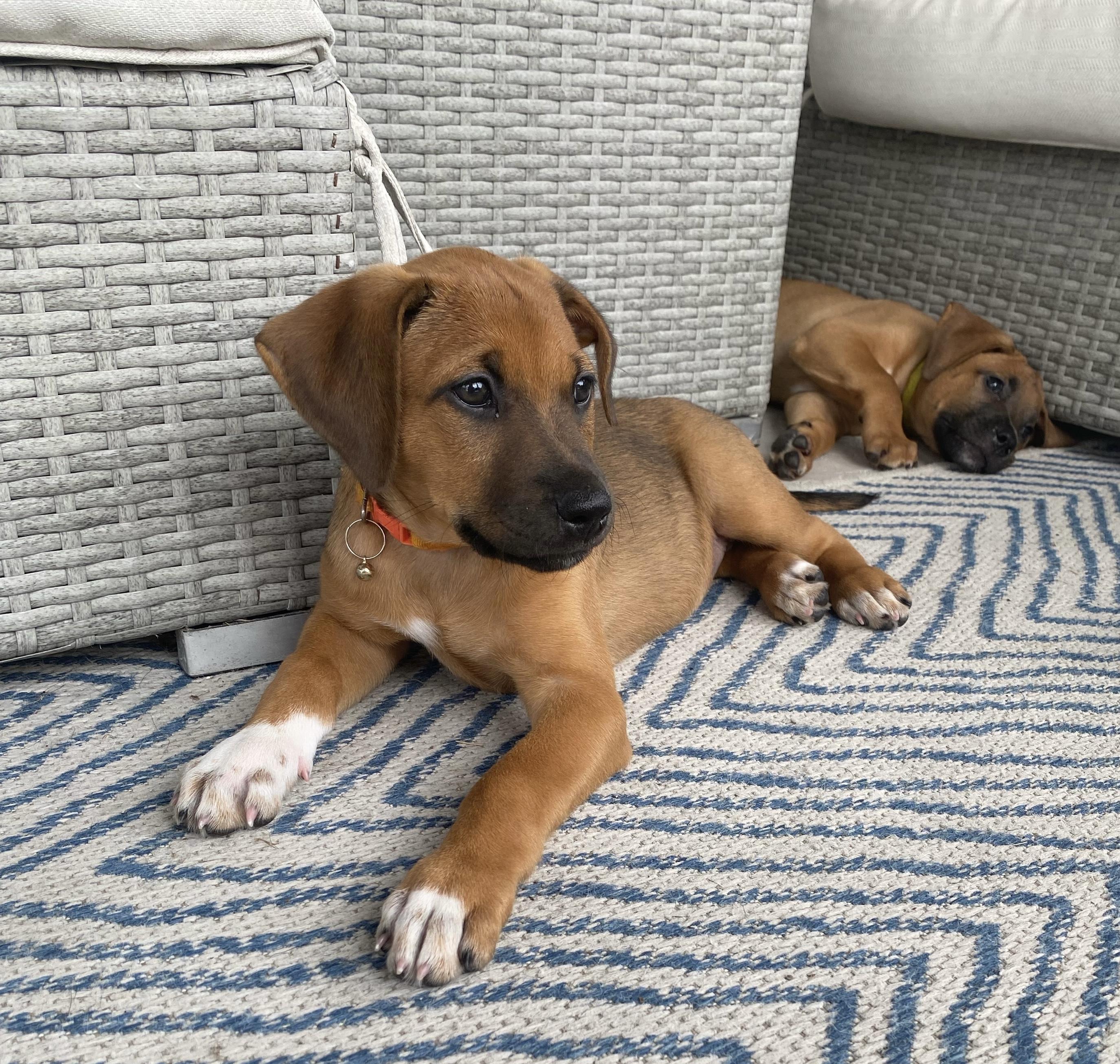 Maple, ADOPTABLE, Puppy Female Shepherd.